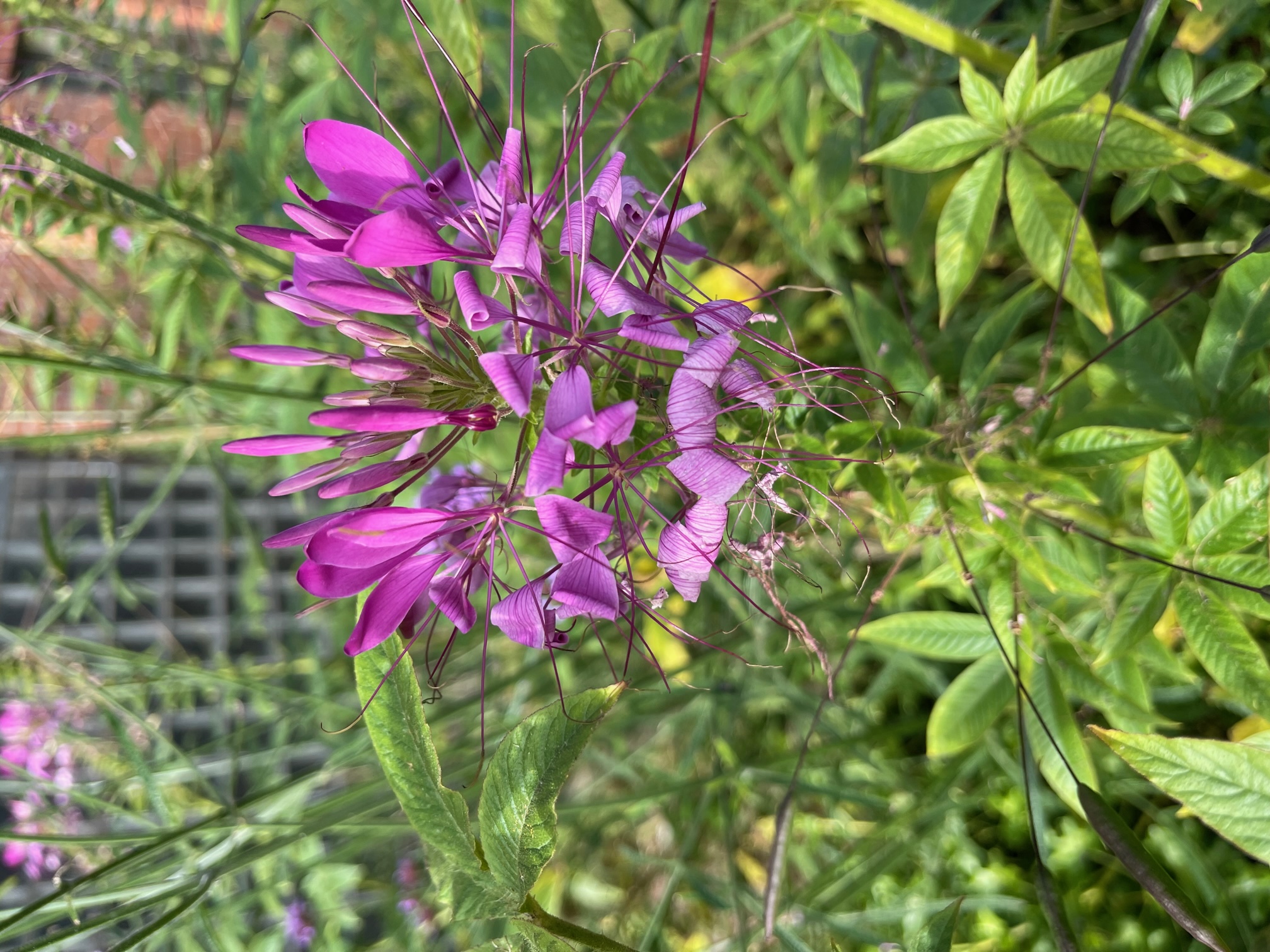 Cleome spinosa "Fliederfarbe"(12cmT.) Spinnenpflanze
