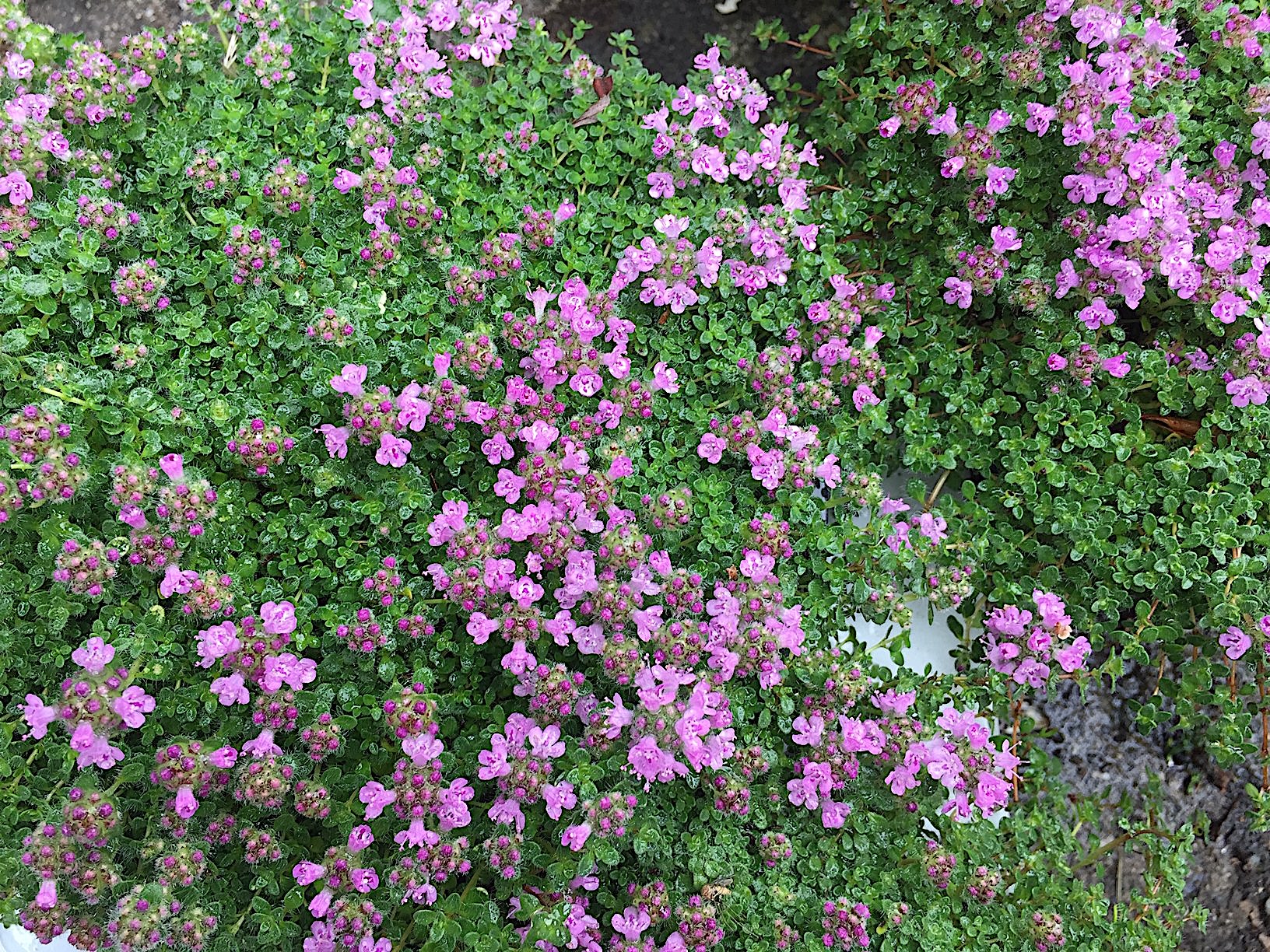 Thymus praecox ´Pygmaeus`(i.12cmT.), Thymian