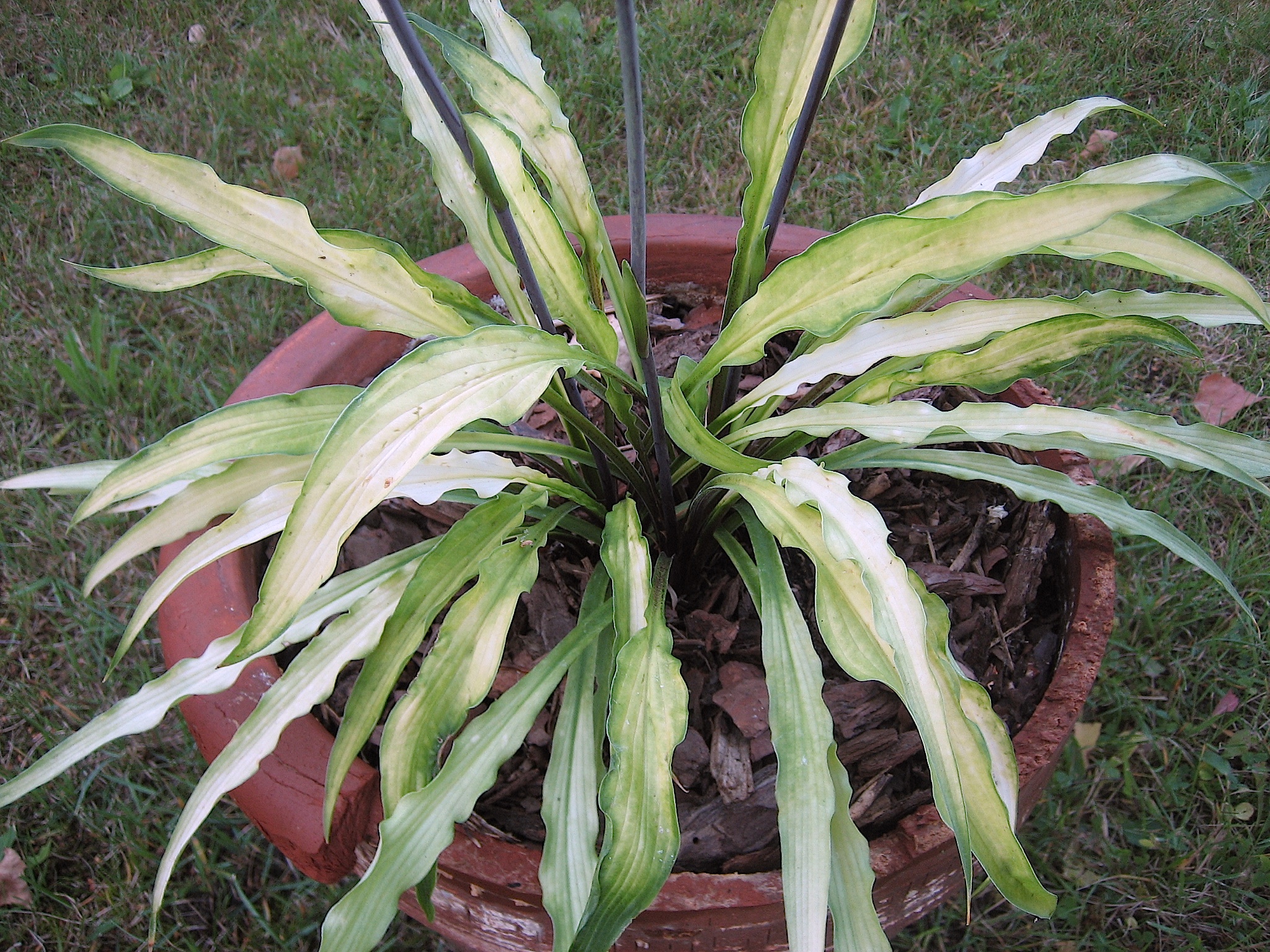Hosta Hybride "Curly Fries" (i.11cmT.)