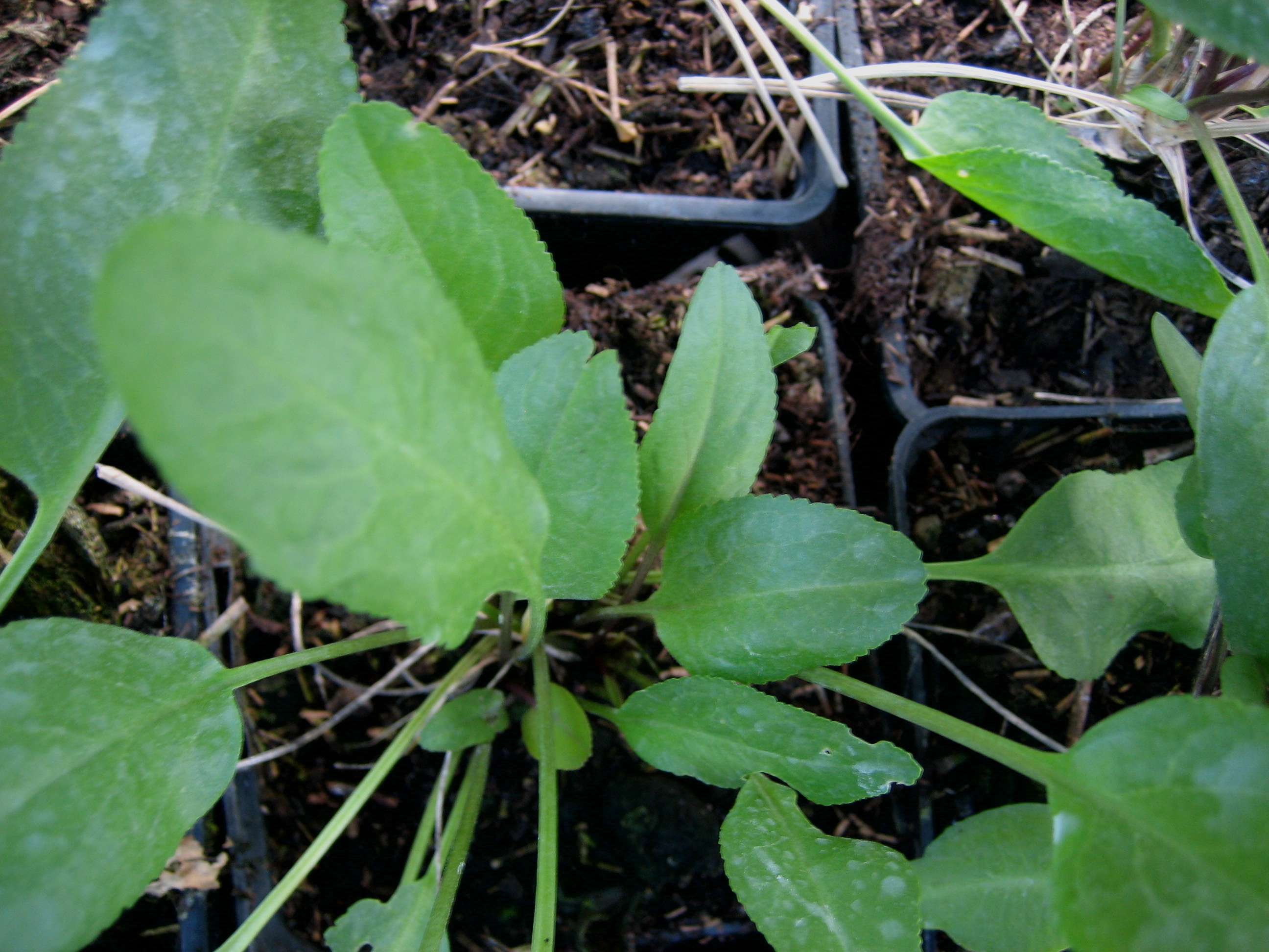 Lepidium latifolium (i.10cmT.) Gartenkresse, ausdauernd