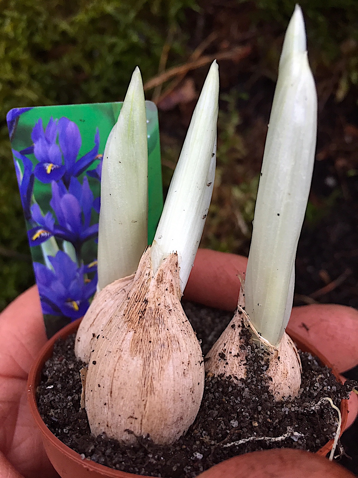 Iris reticulata „Harmony“ (4 Zwiebeln i.9 cm T.)