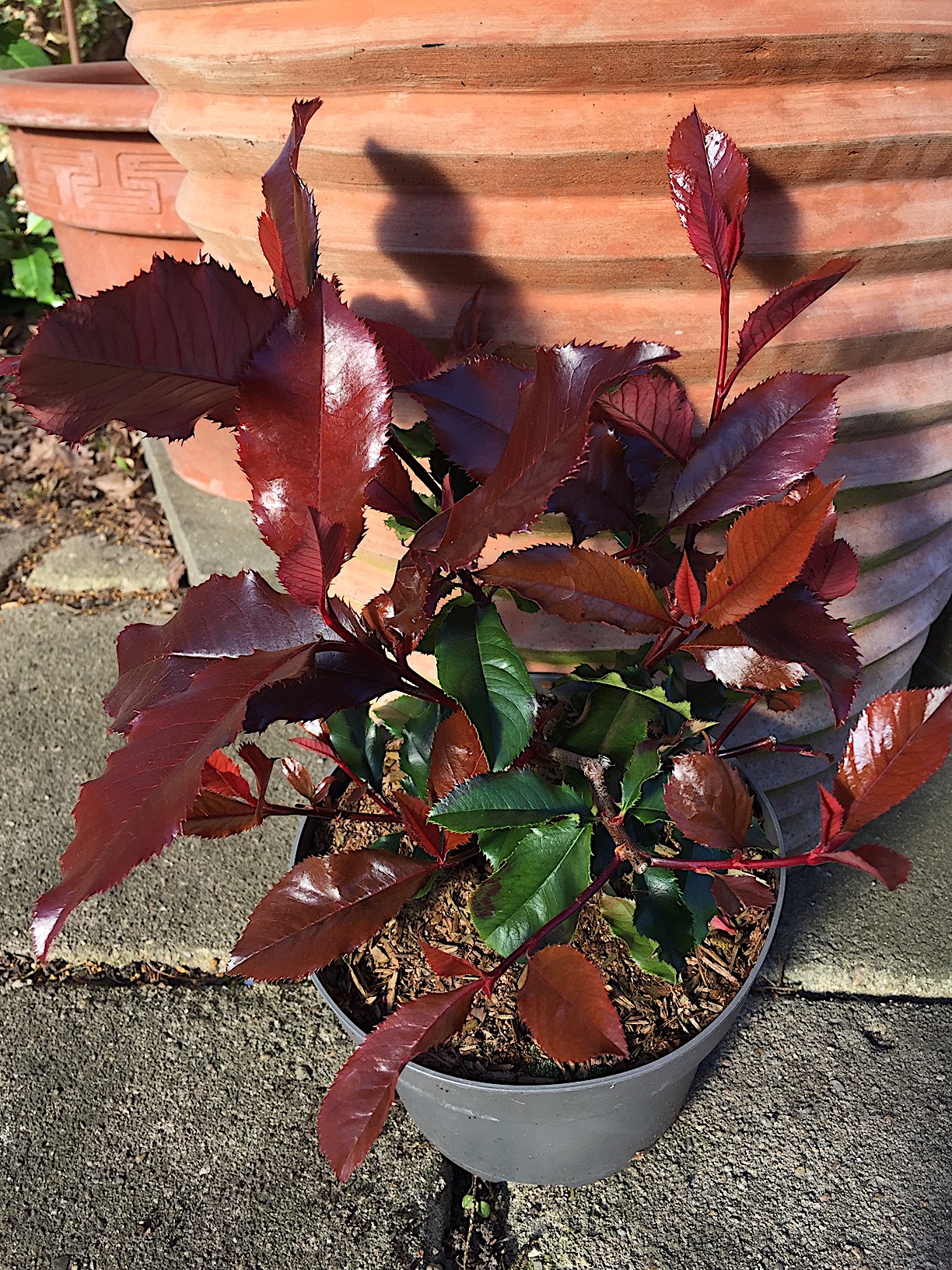 Photonia fraseri „Magical Volcano“ (i.21cmT.)