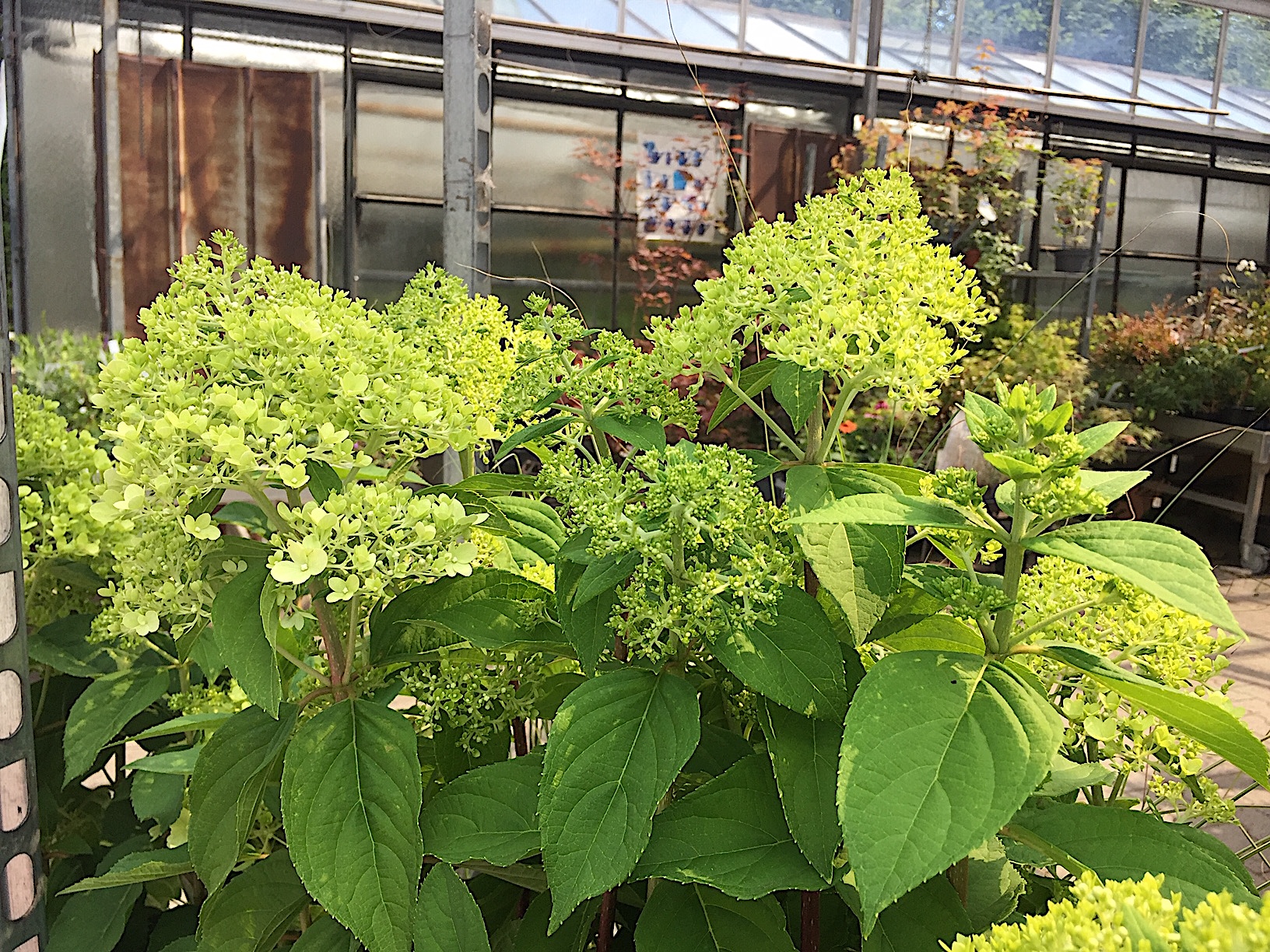 Hydrangea paniculata „Limelight“® (i.3lT.)