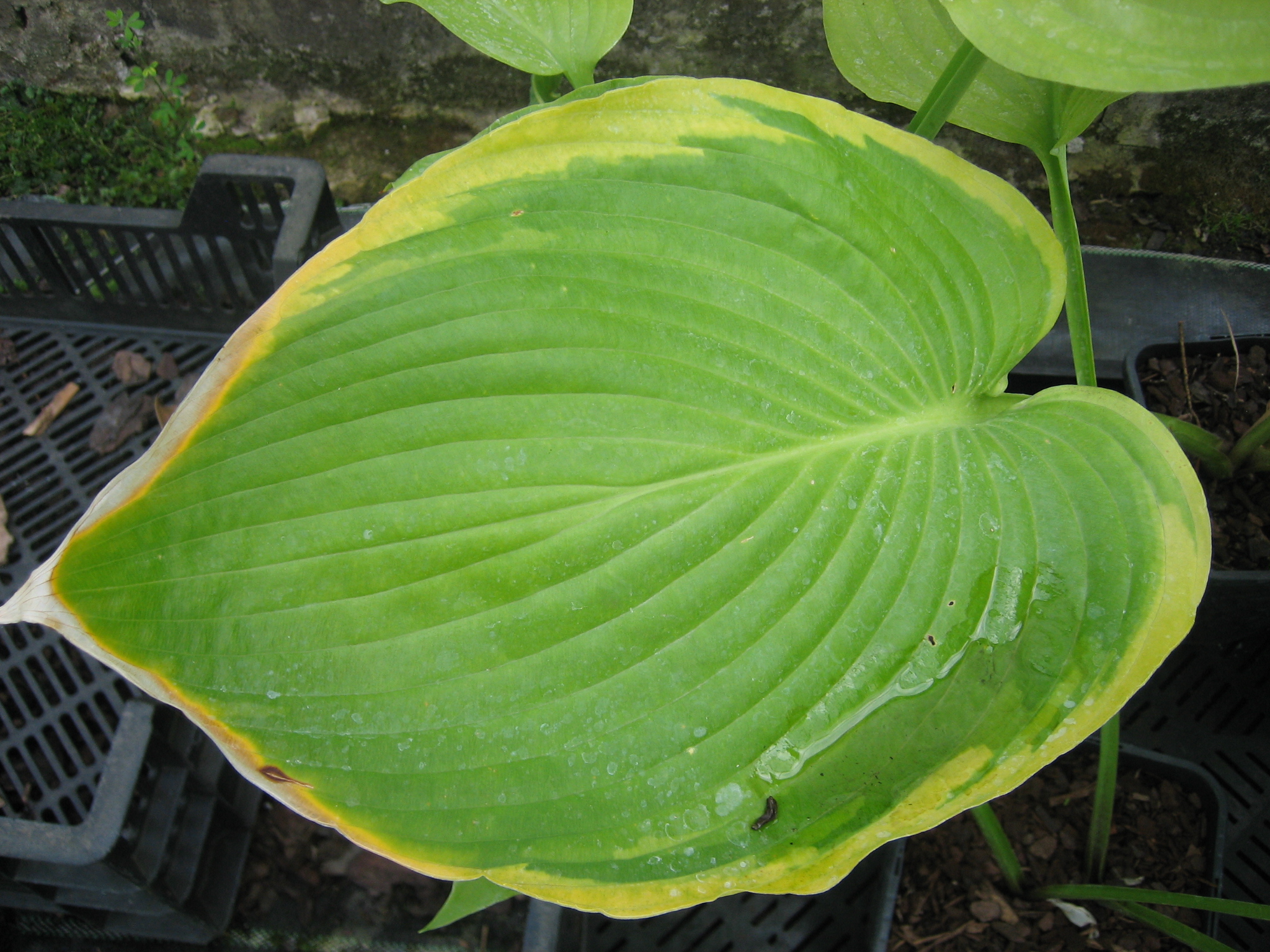 Hosta Hybride ´Days End`(1,5l T.) Funkie