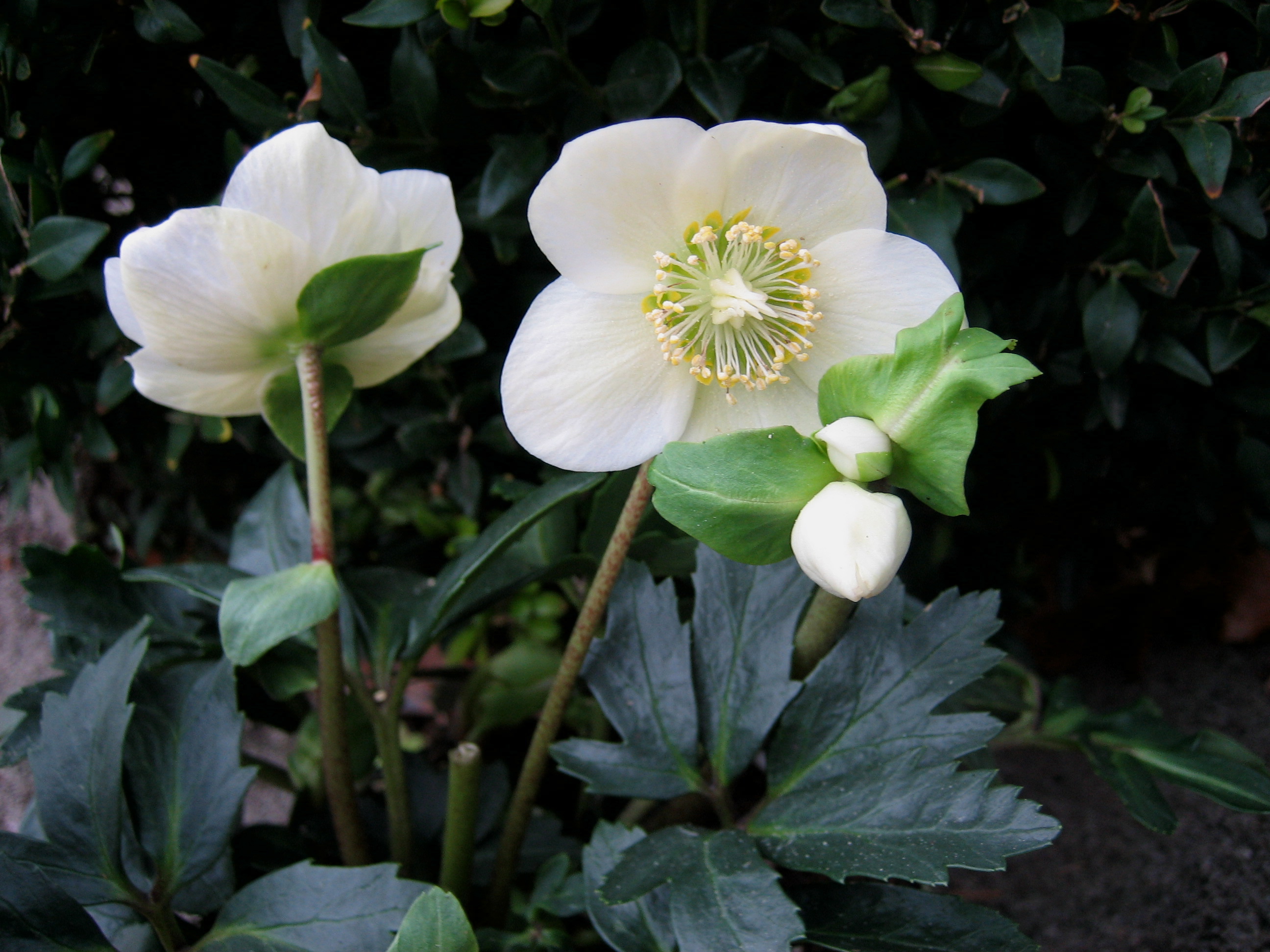 Helleborus niger ´Christmas Carol ` (15cmTopf) Christrose, echte frühblühende
