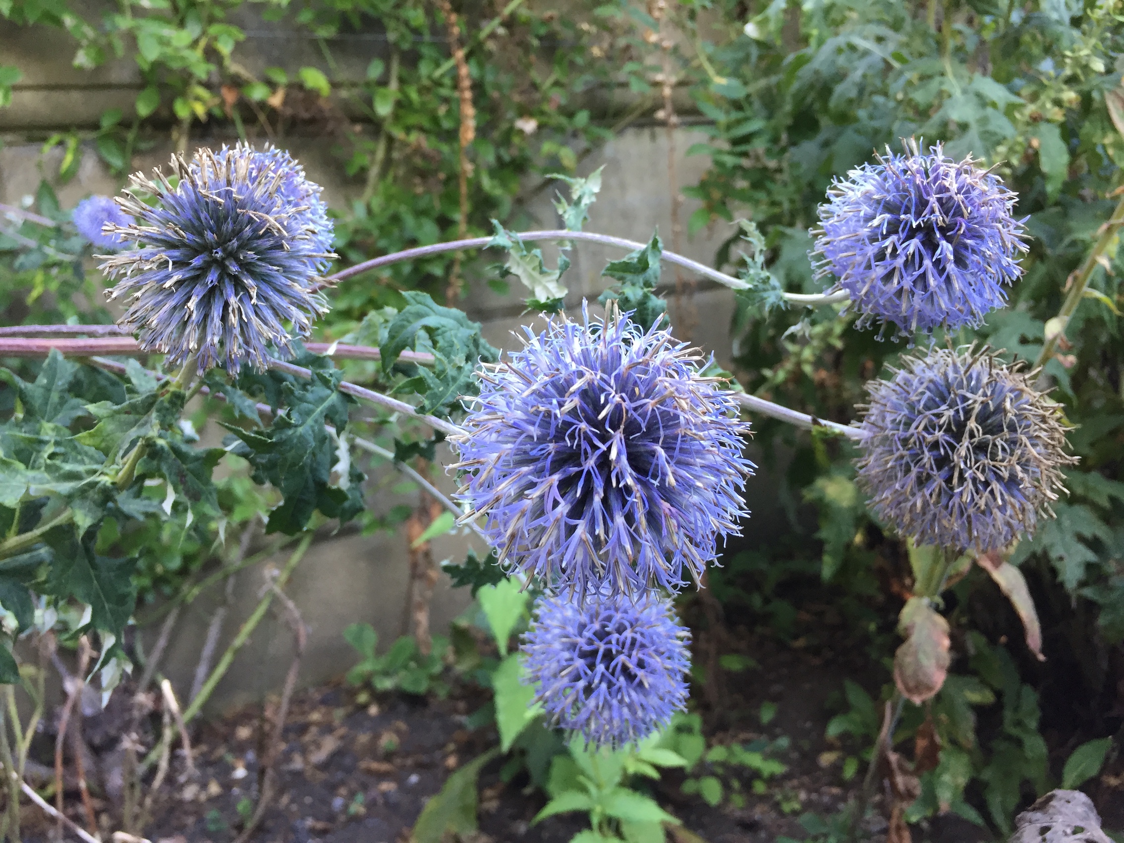 Echinops bannaticus "Blue Globe" (i. 9cmT.), Zierdistel,  Kugel Distel