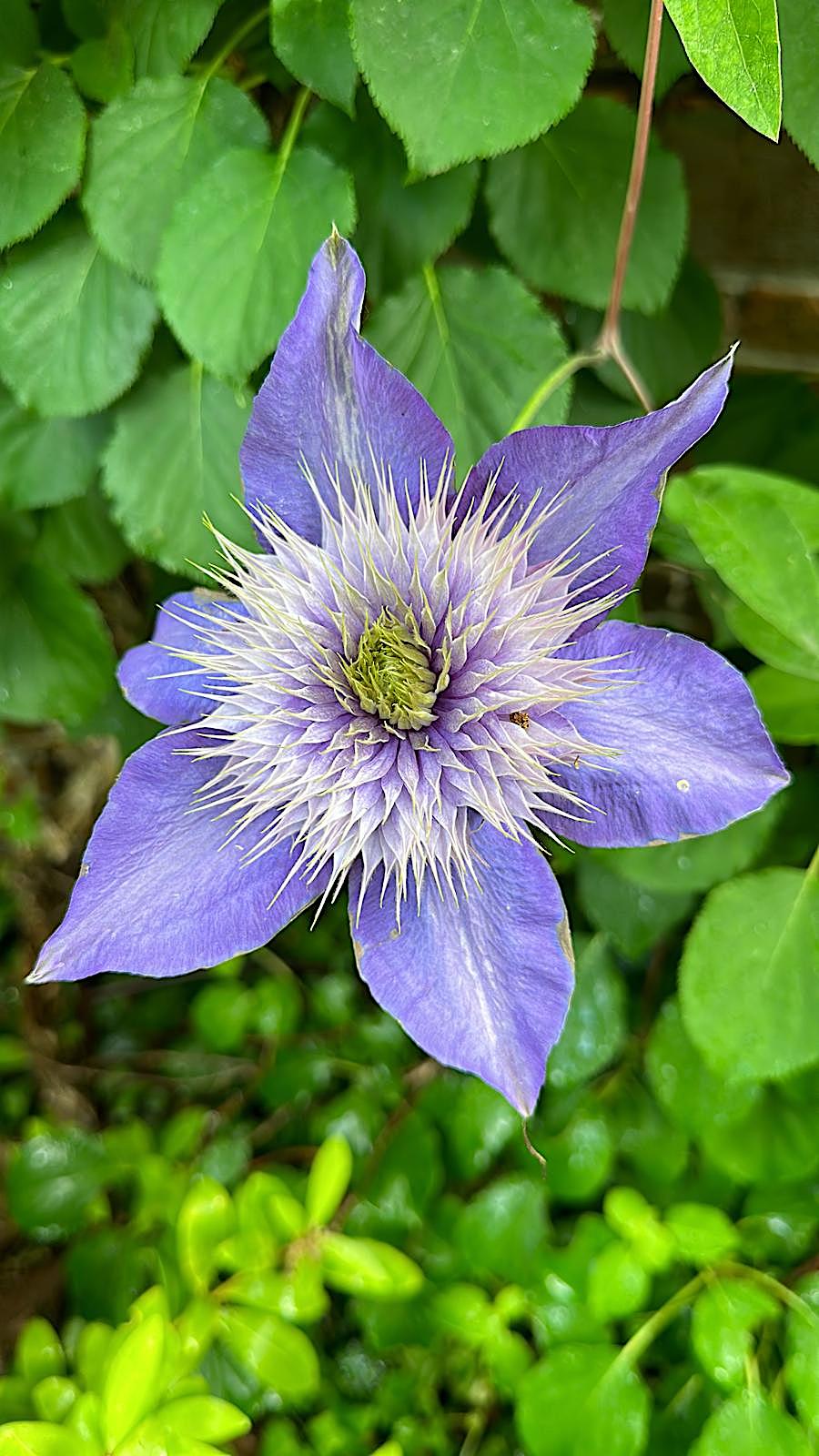 Clematis „Multi Blue (i.2lT.), Waldrebe