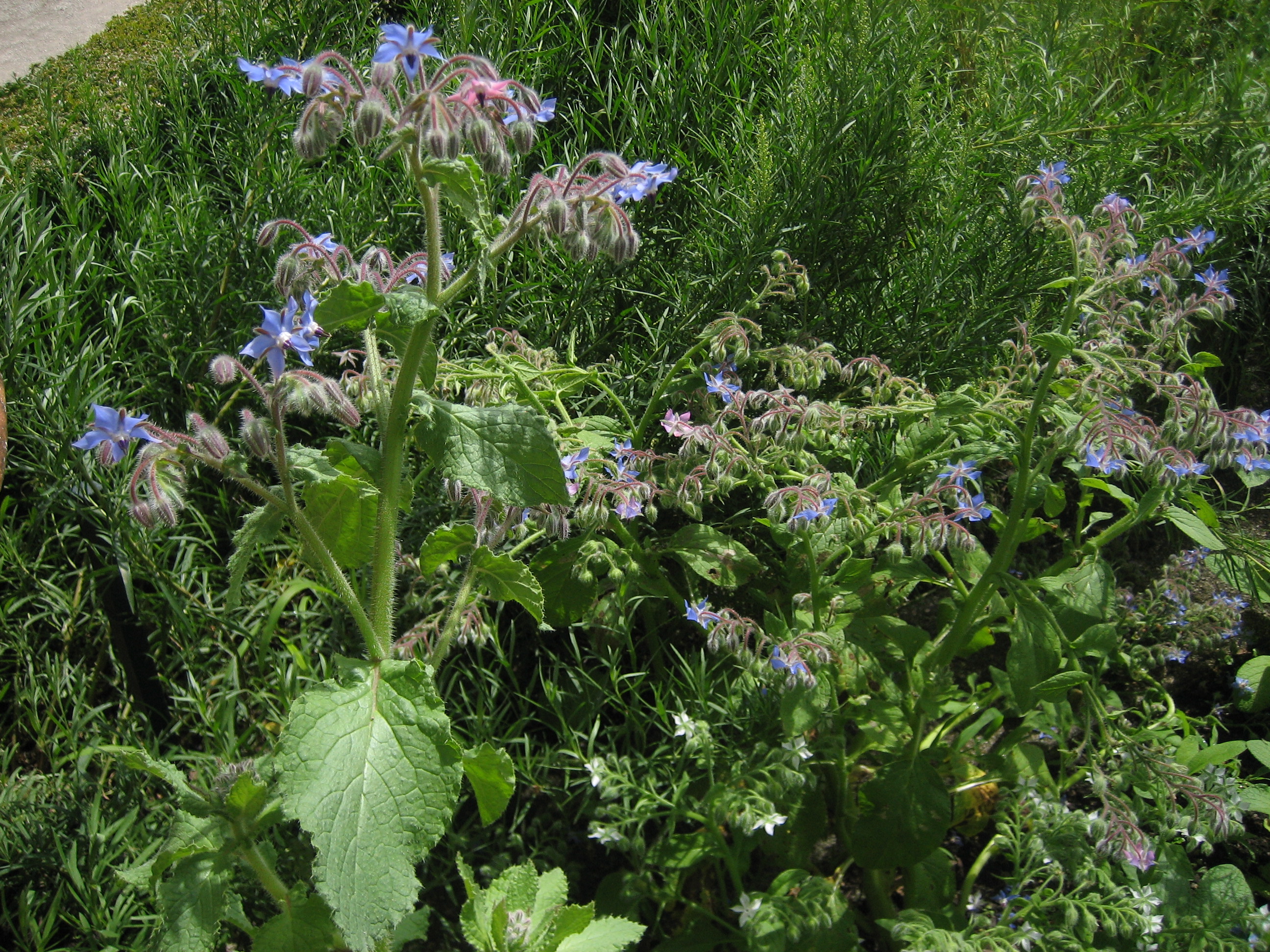 Borago officinalis (i.12cmT.) Borretsch
