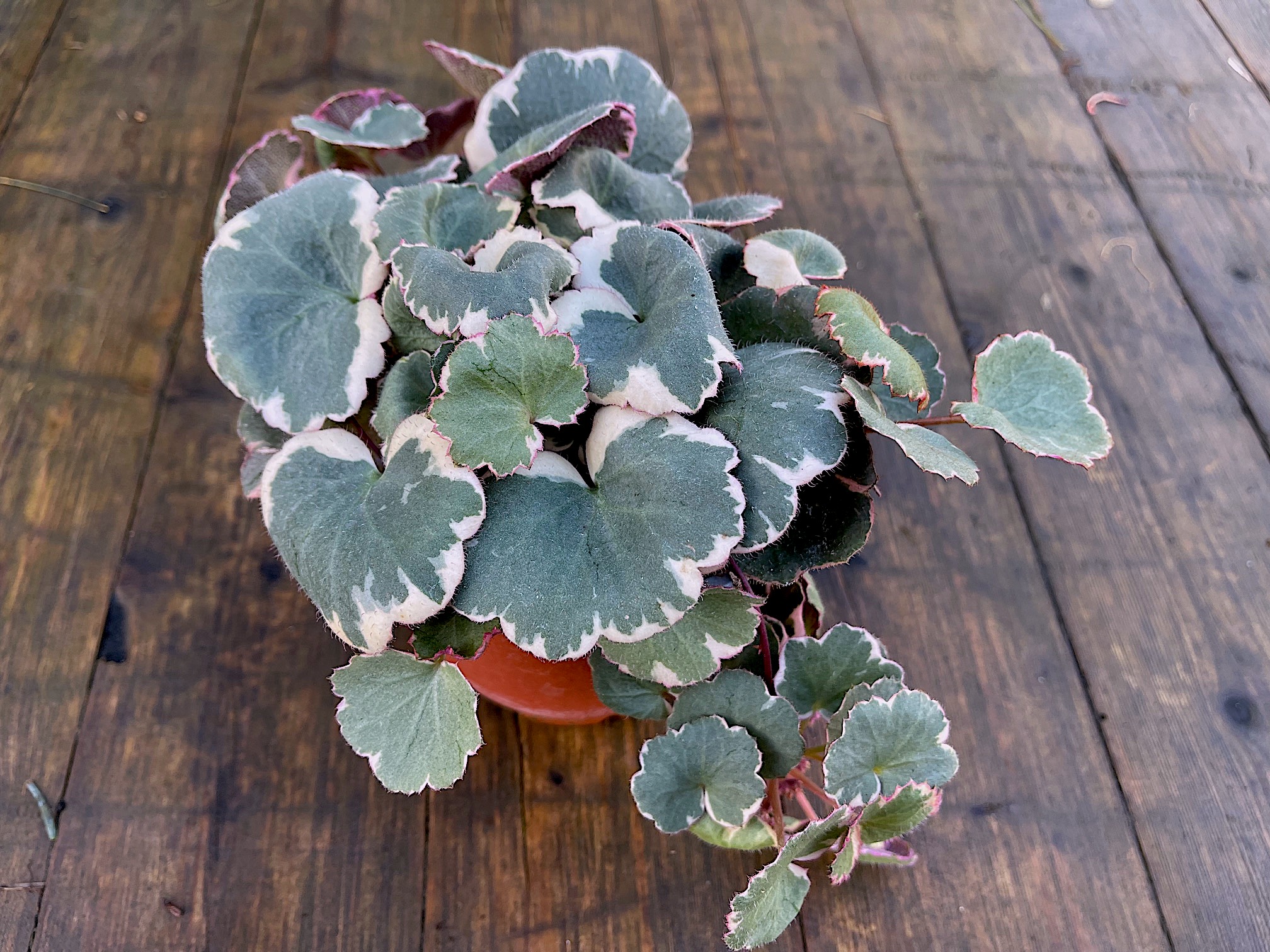Saxifraga stolonifera „Tricolor“ (i.11cmT.), Hängender Steinbrech