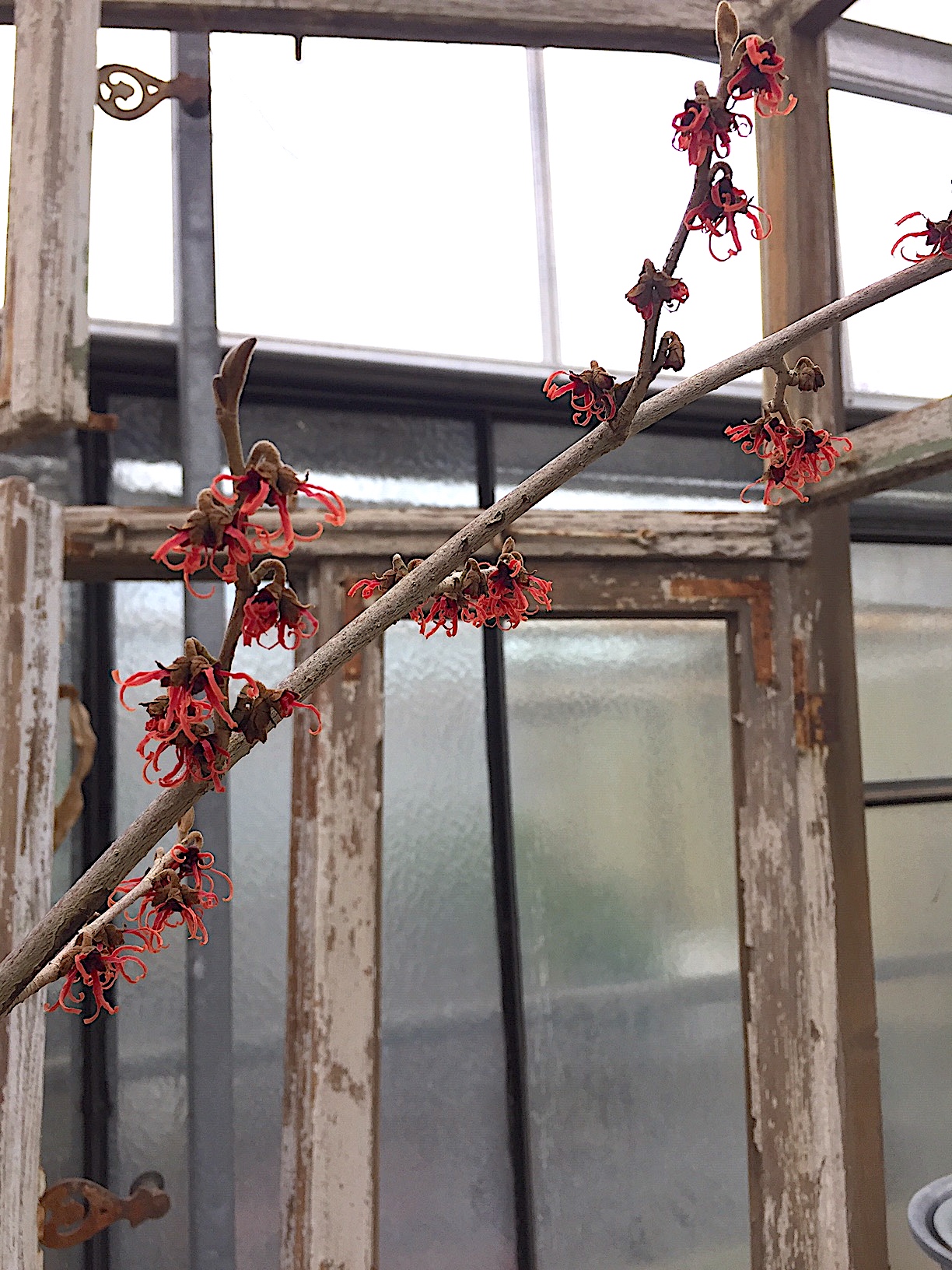 Hamamelis intermedia „Feuerzauber“ (i.20cm T., jetzt ca 80-100cm hoch)