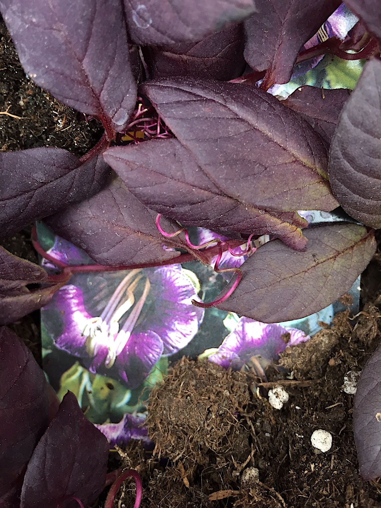 Cobaea scandens (i.13cmT.) , Glockenrebe blau