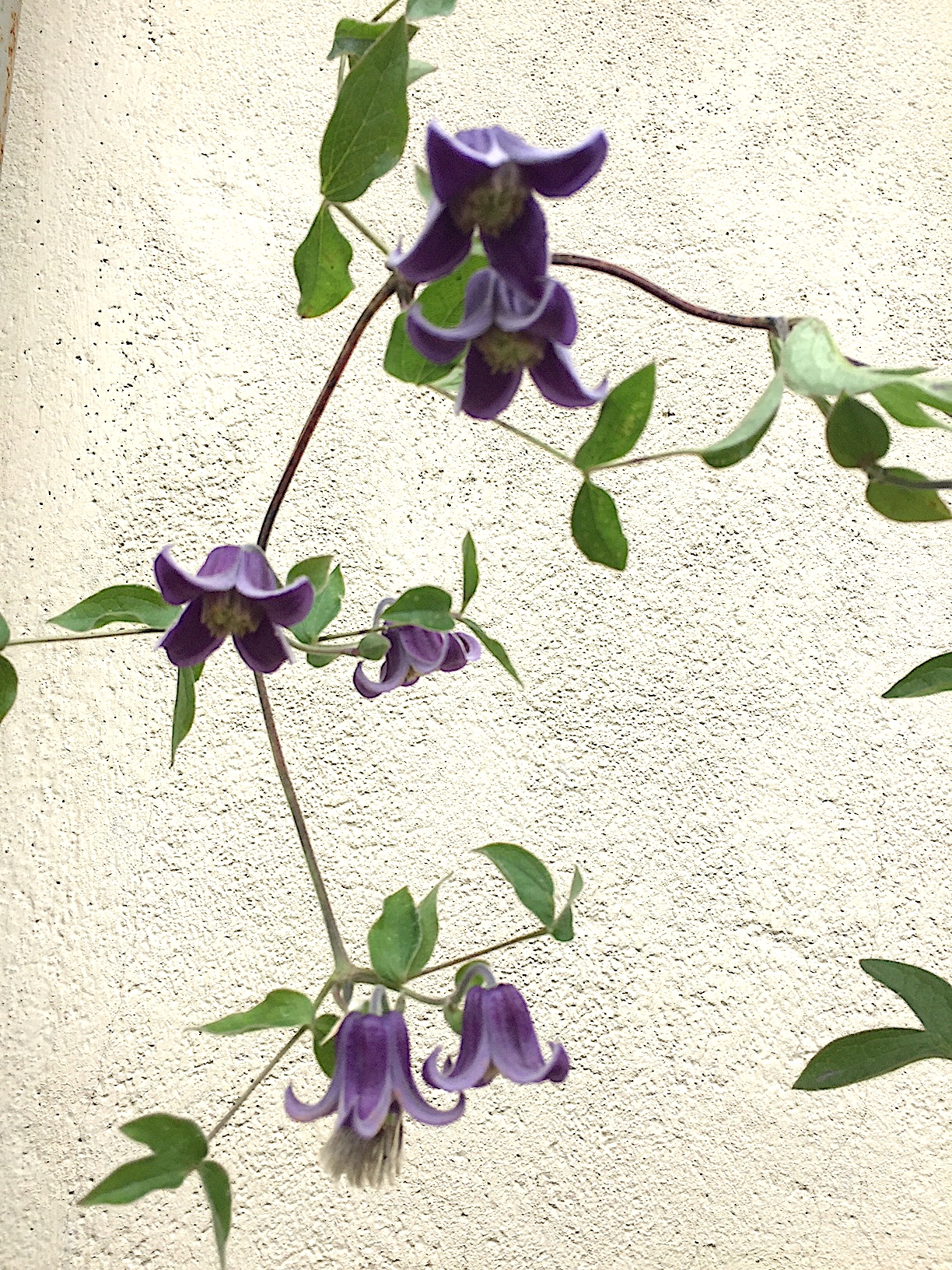 Clematis diversifolia „Fascination“ PBR&PP(i.2lT.)
