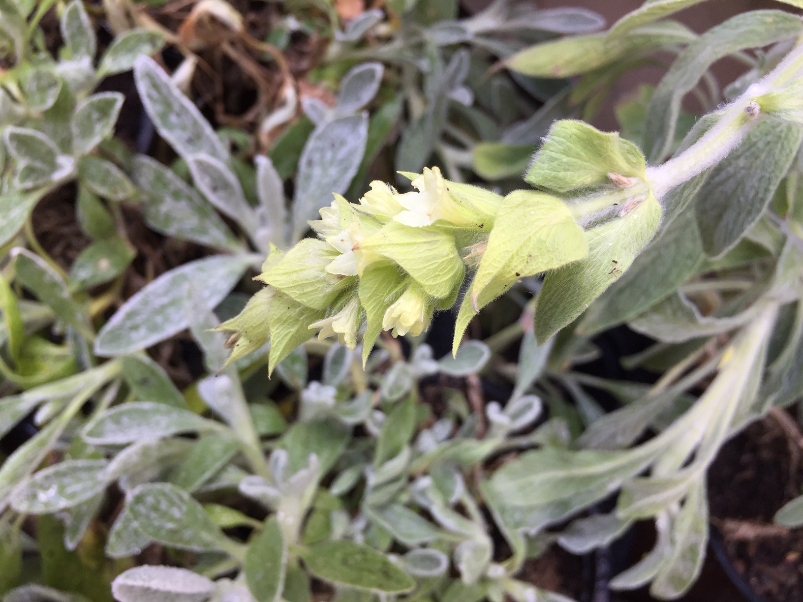 Sideritis syriaca (i.12cmT.) Griechischer Bergtee