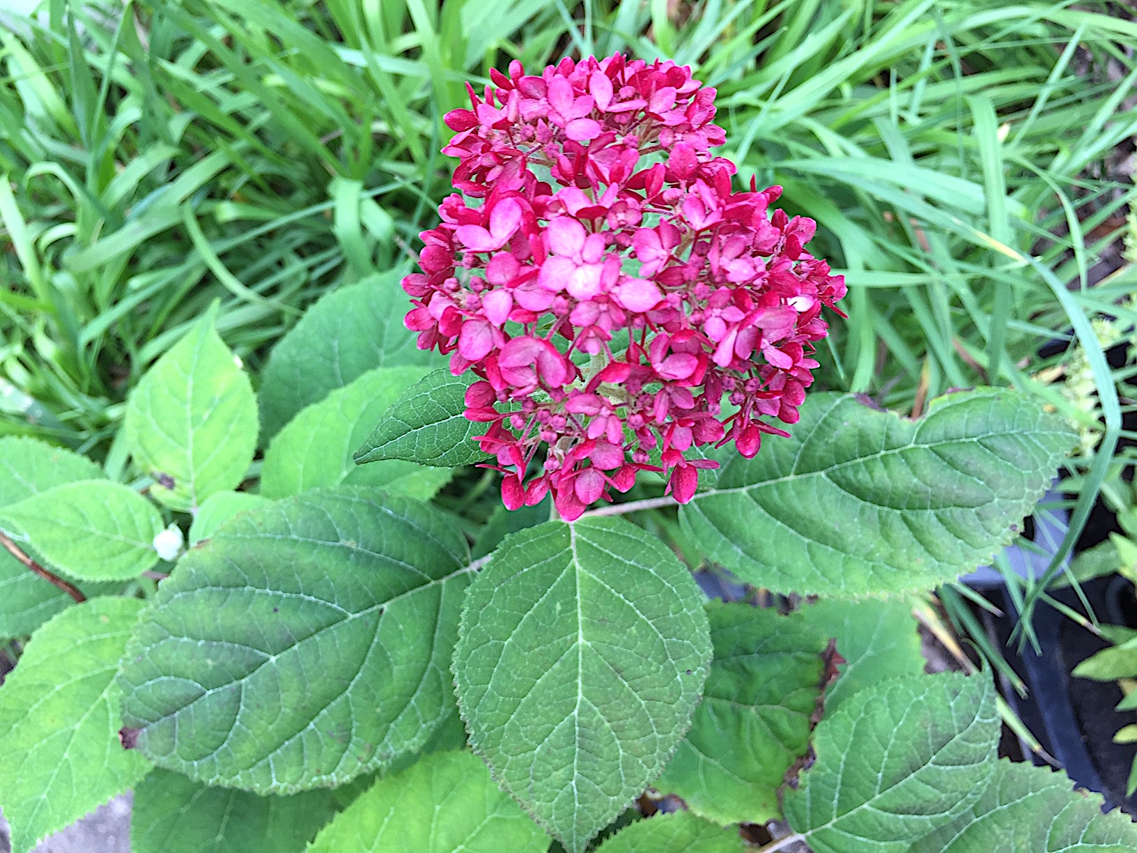 Hydrangea arborescens „Pink Annabelle ®“ (i. 22cmT.)