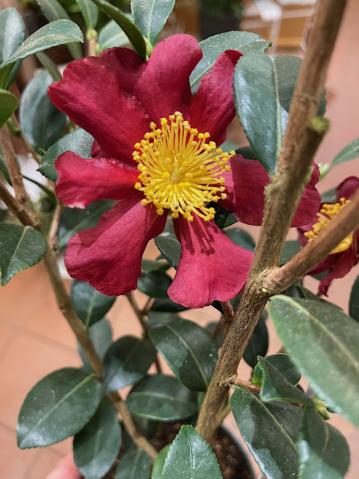 Camelia sasanqua „Yuletide“ (i.13 cmT.) jetzt 45 cm hoch, Kamelie