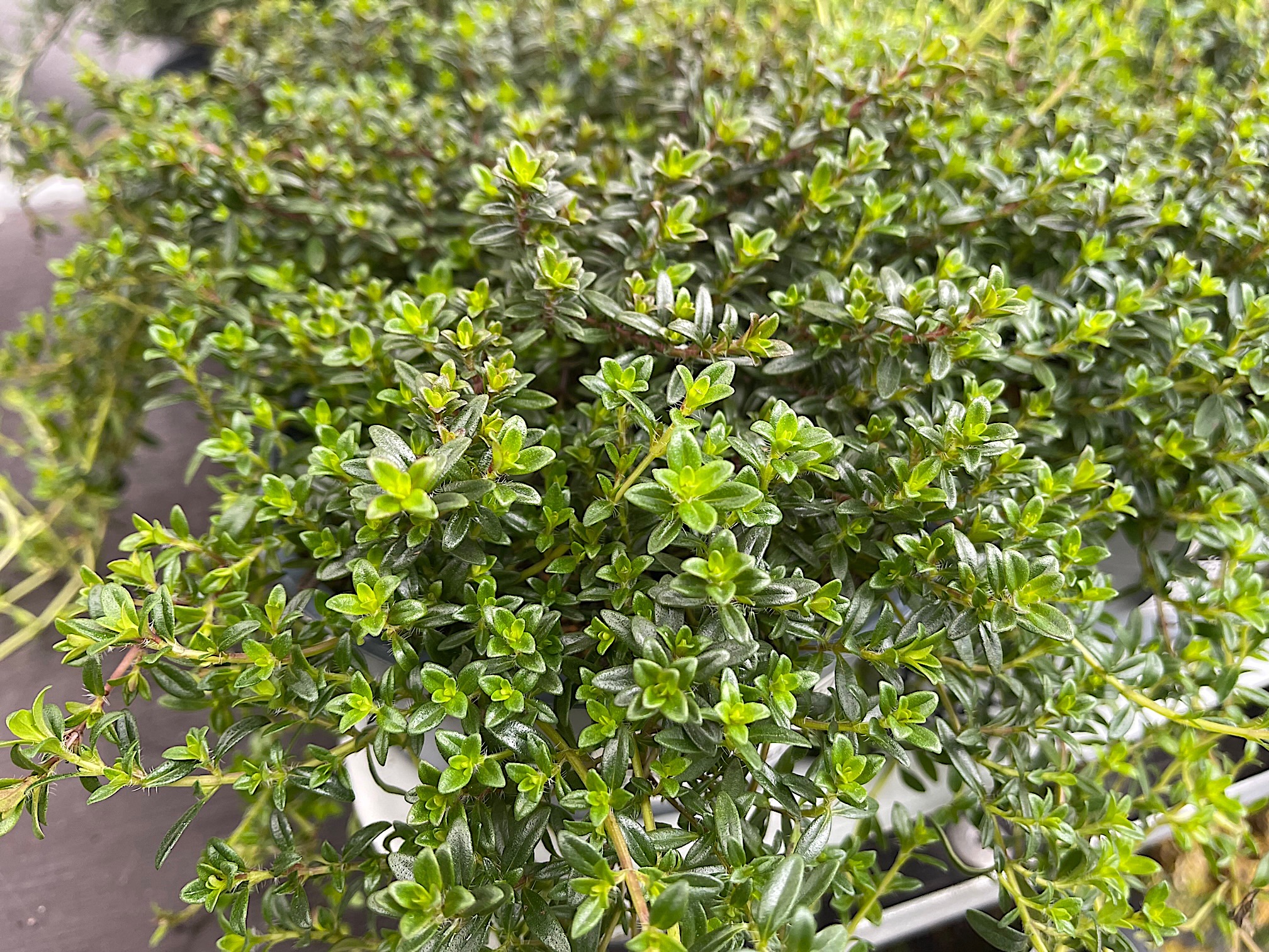 Satureja repanda  Bergbohnenkraut, kriechend (i.13cmT.)