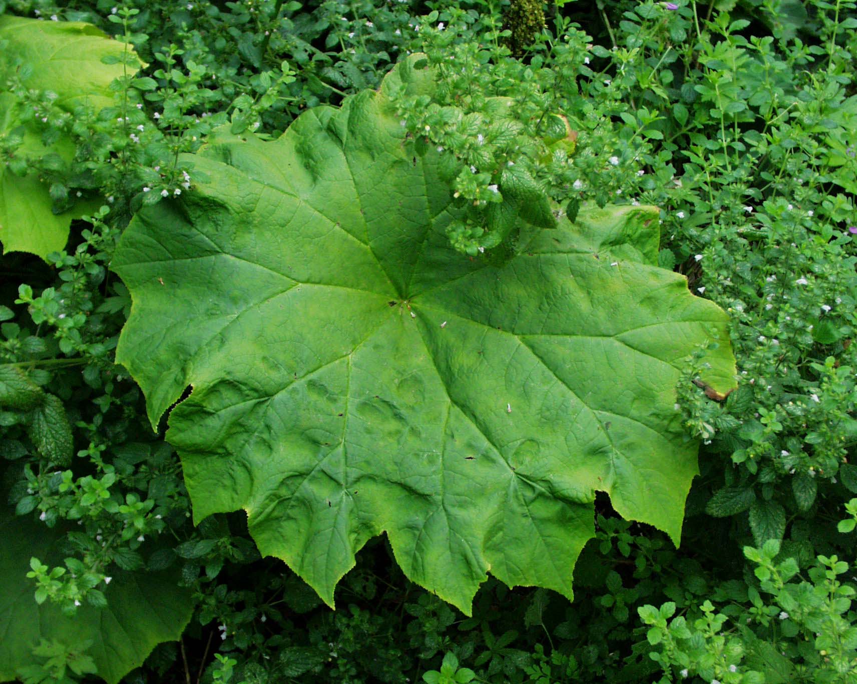 Astilboides  tabularis (i. 11cmT.) Tafelblatt