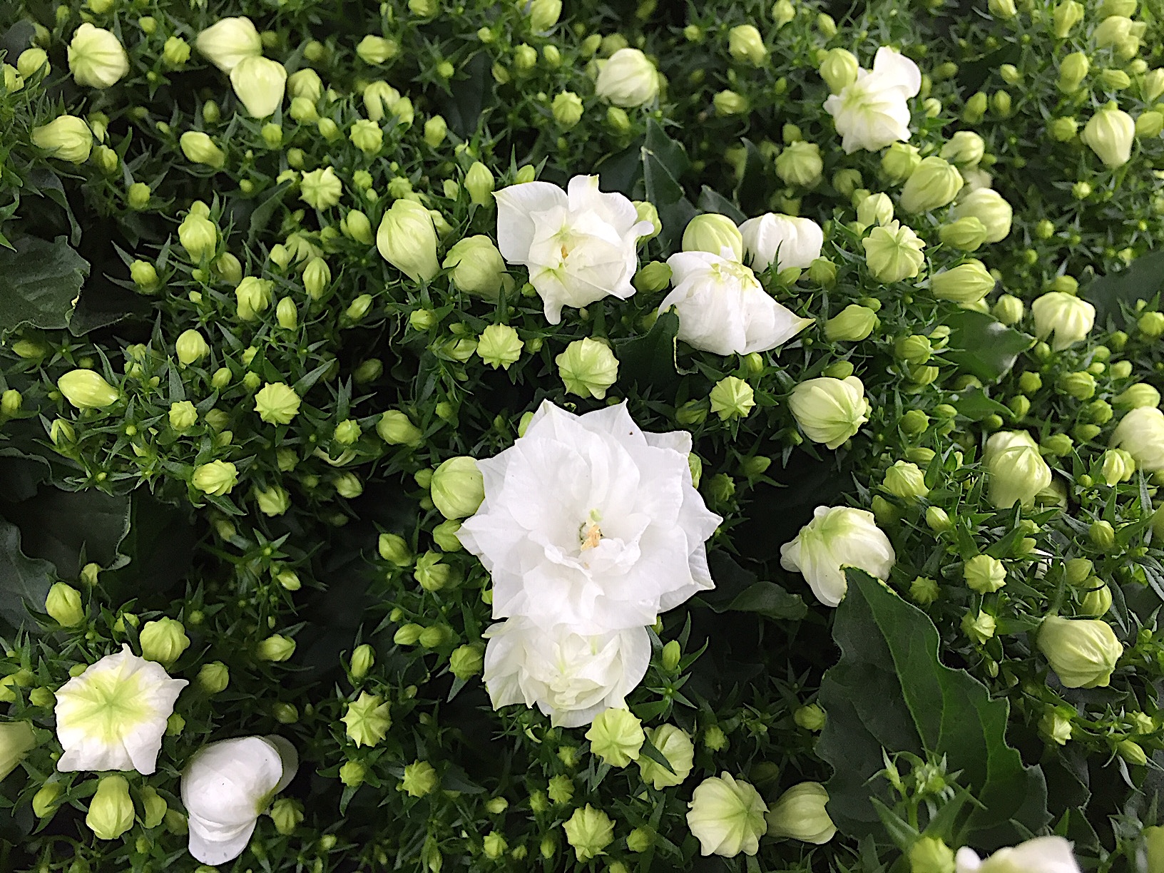 Campanula isophylla „White like me®“ (i.11cmT.)