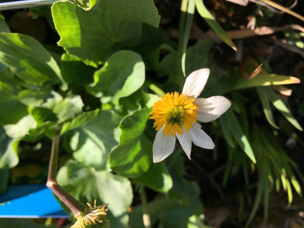 Caltha palustris "Alba" ( i.9cm T.) Sumpfdotterblume
