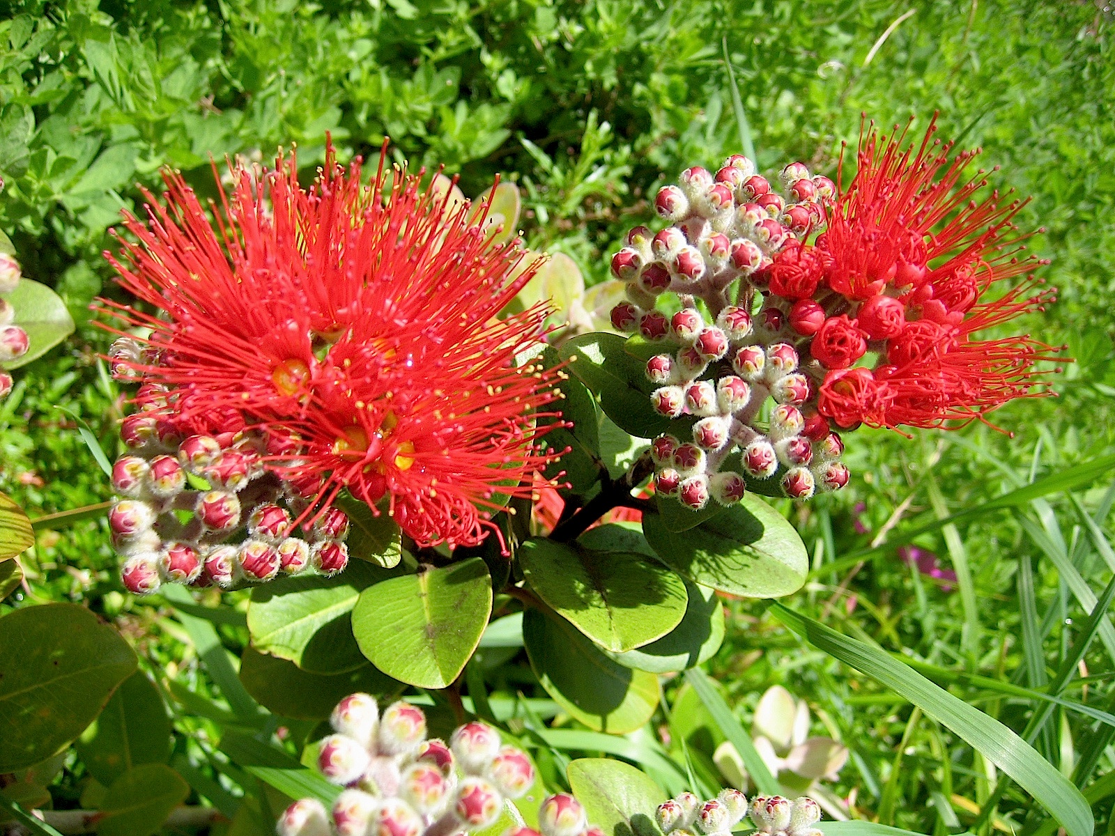 Metrosiderus exelsa  (18cmT.) Eisenholzbaum, Pohutukawa, Neuseeland