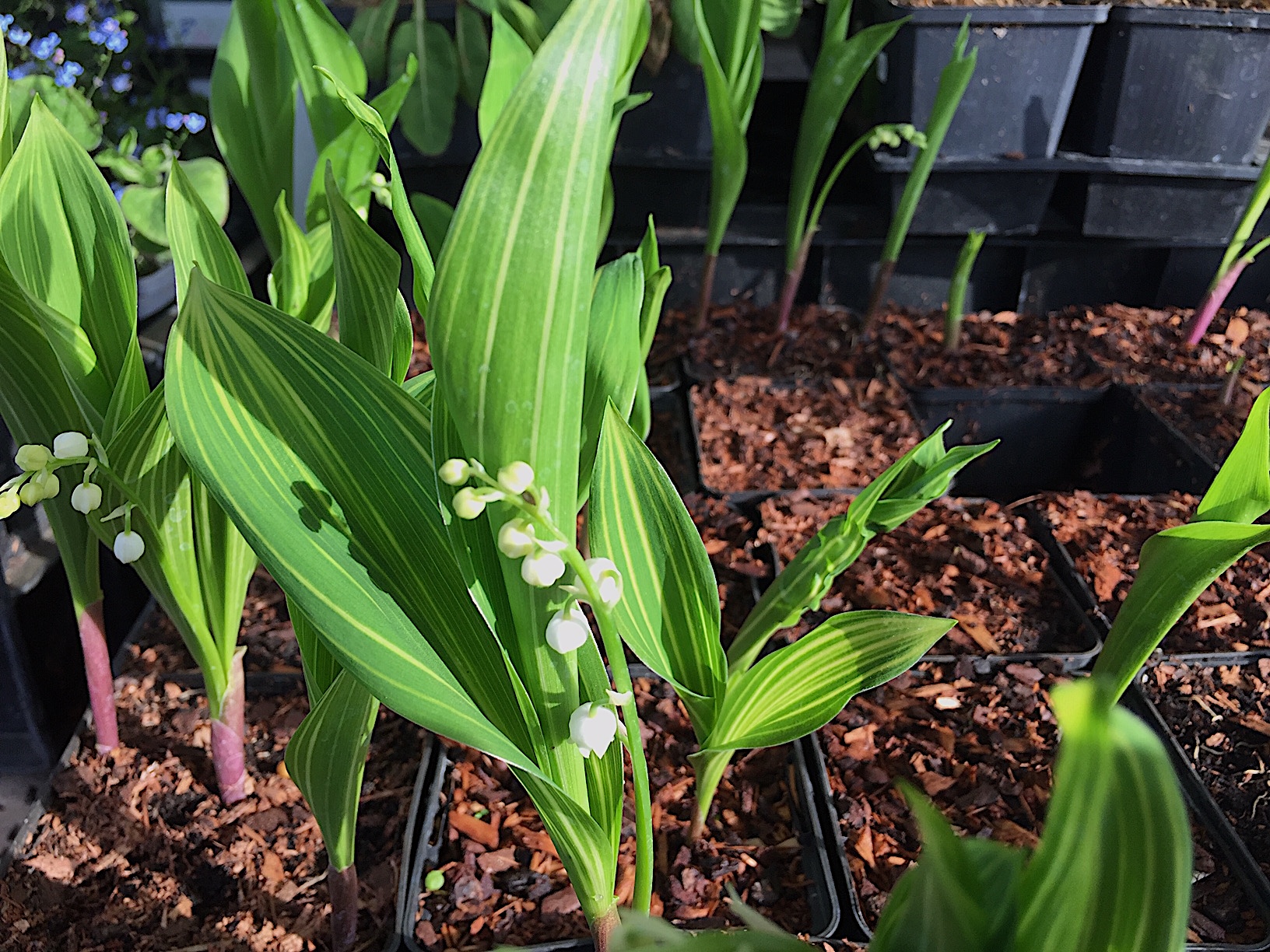 Convallaria majalis "Albostriata" (i.9cmT.) Maiglöckchen