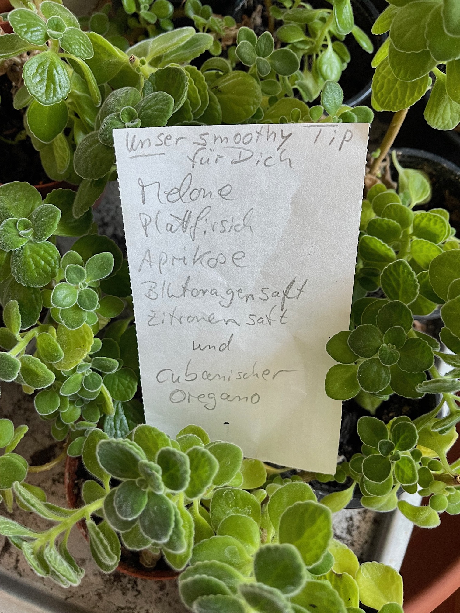 Plectranthus purpuratus  Cubanischer Oregano (i.9cmT.)