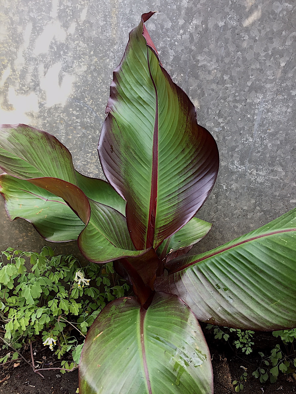 Ensete - Musa-ventricosum „African Breeze“® Maurellii( i.15cmT.), Rote Banane