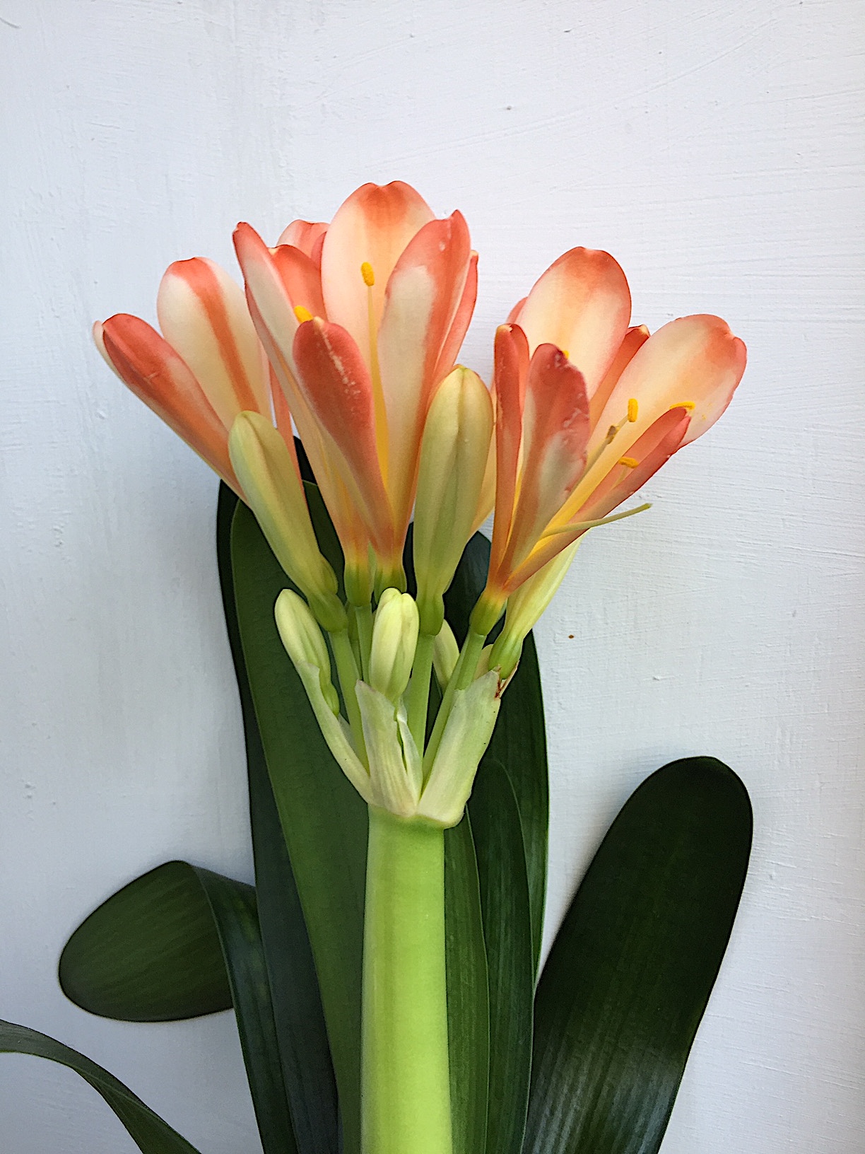 Clivia miniata (i.13cmT.)“zweifarbig“