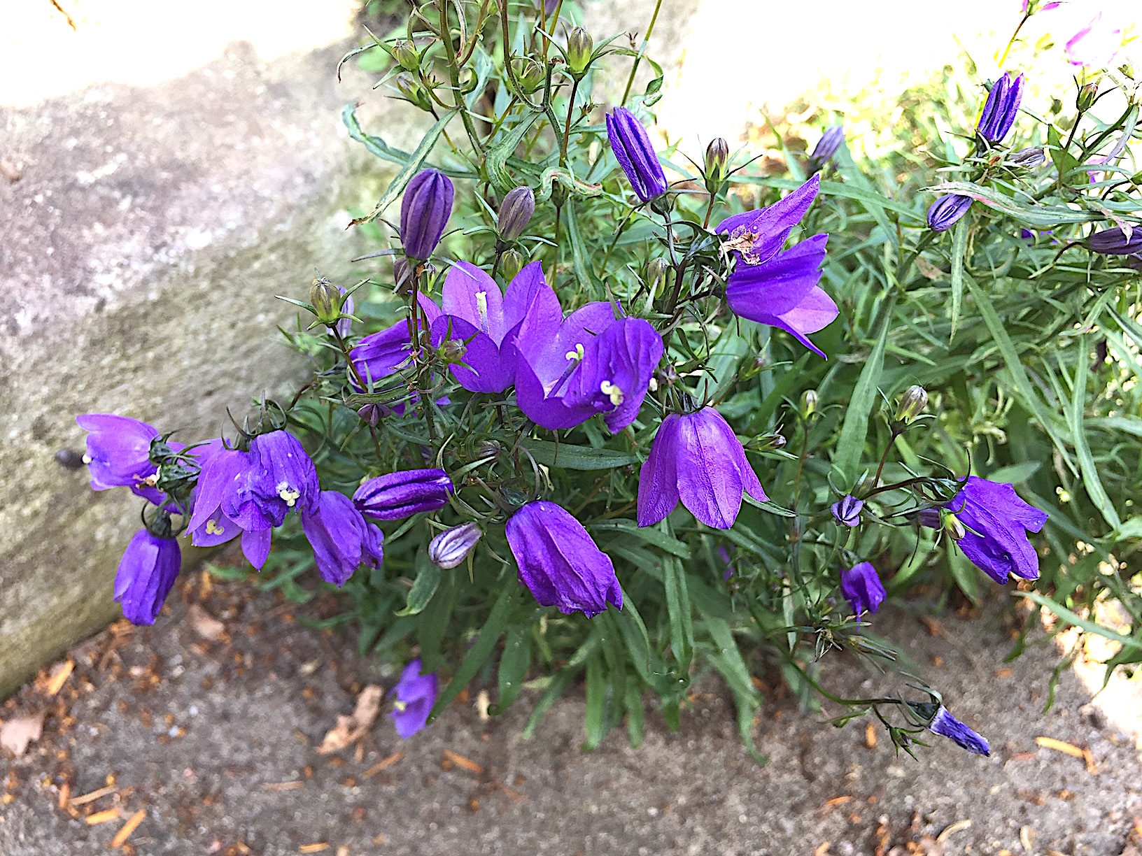 Campanula rotundifolia (i.11cmT.), Glockenblume