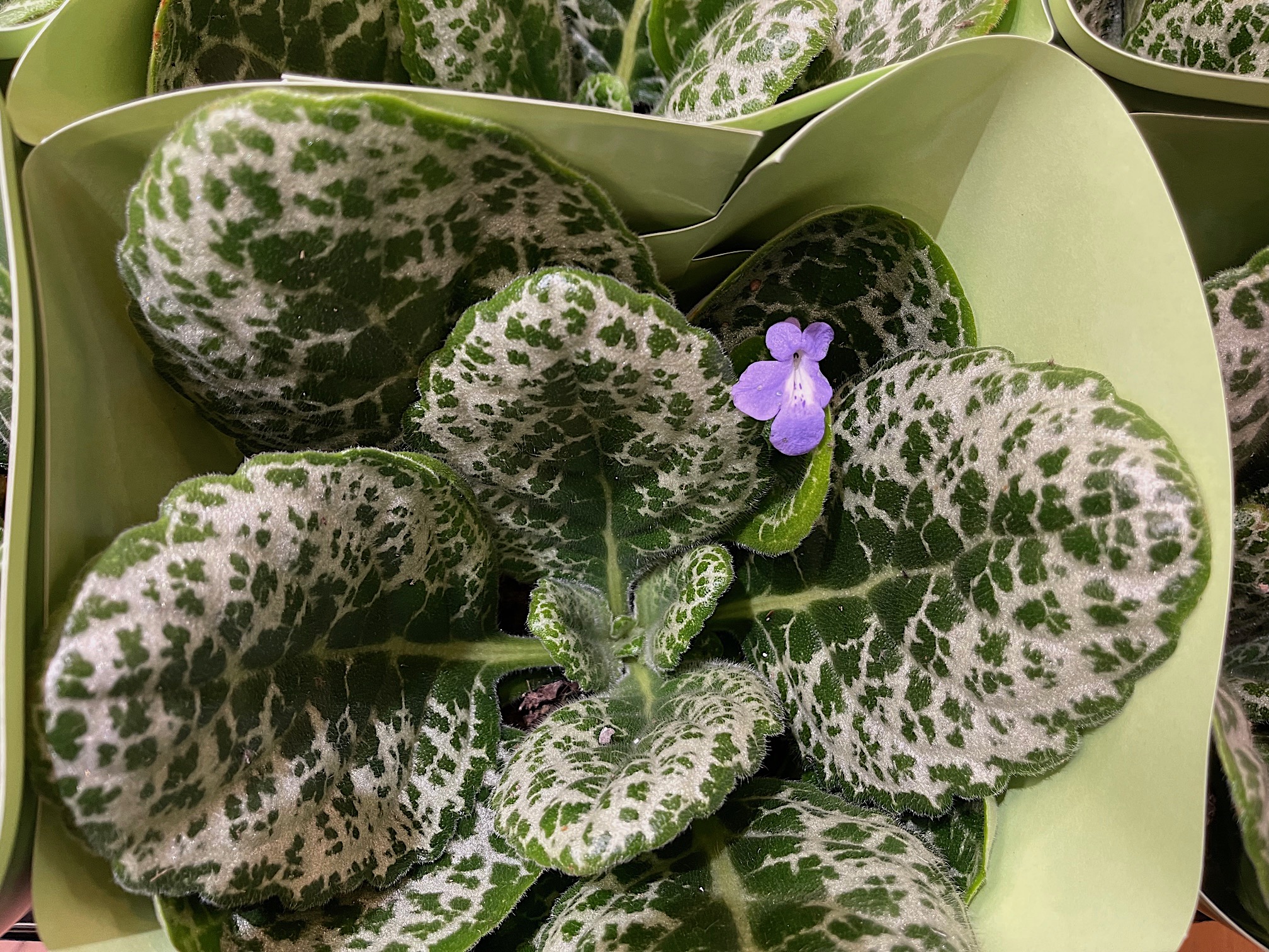 Streptocarpus  „Pretty Turtle“(i.13cmT.),das falsche afrikanische Veilchen- Schildkrötenmuster Drehf