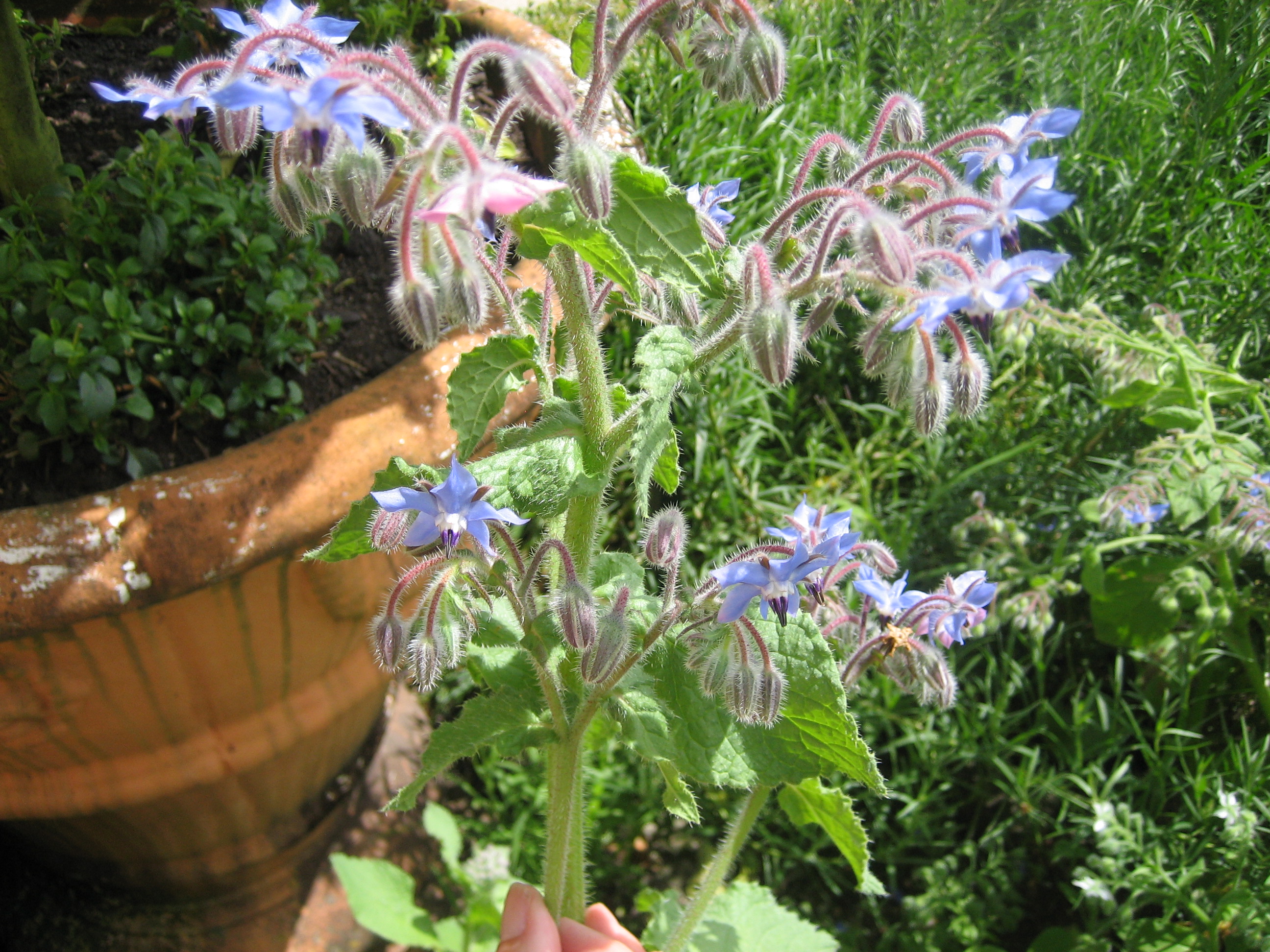 Borago officinalis (i.12cmT.) Borretsch
