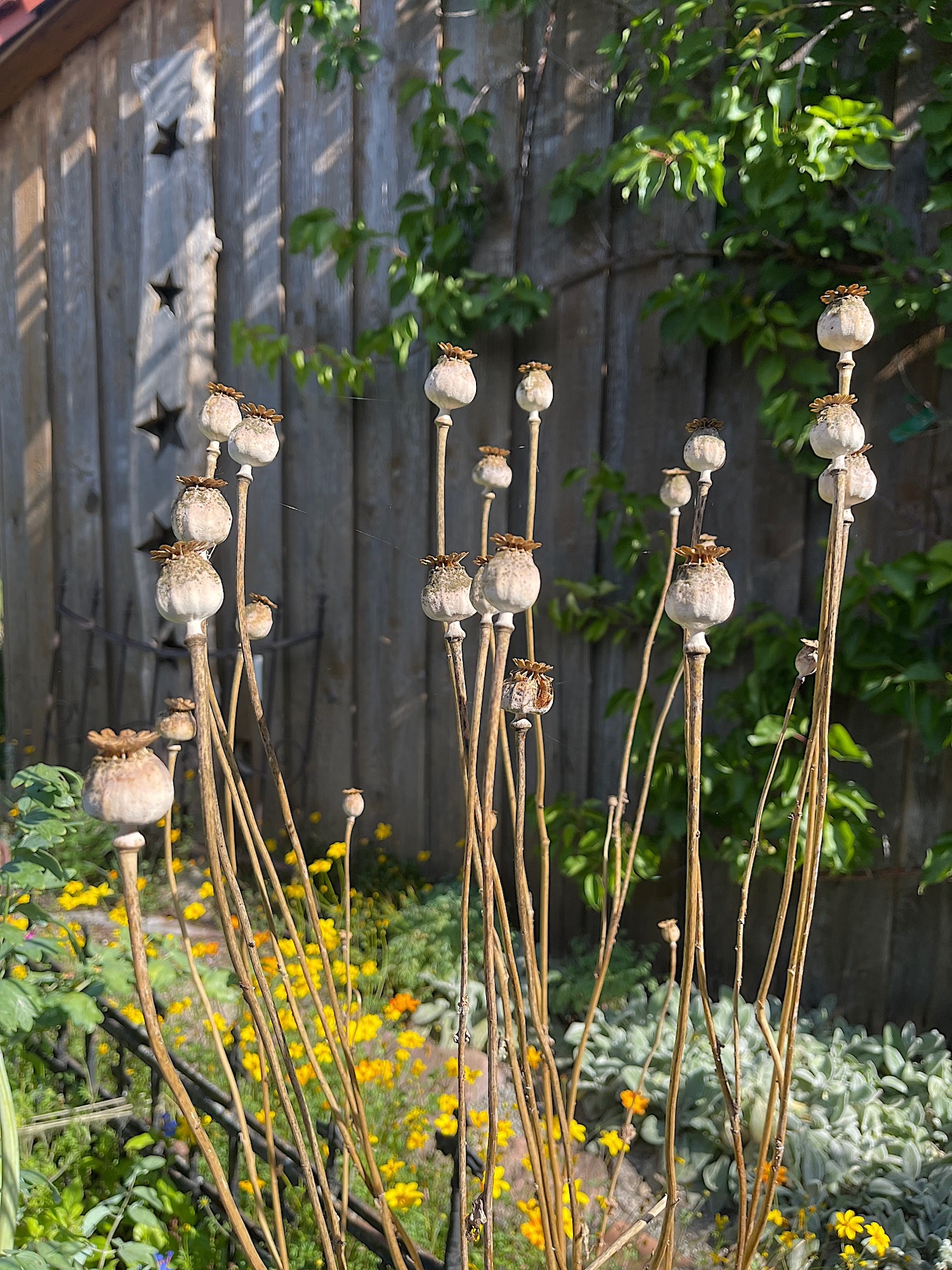 Papaver somnifera ( 50 Samen), Schlafmohn