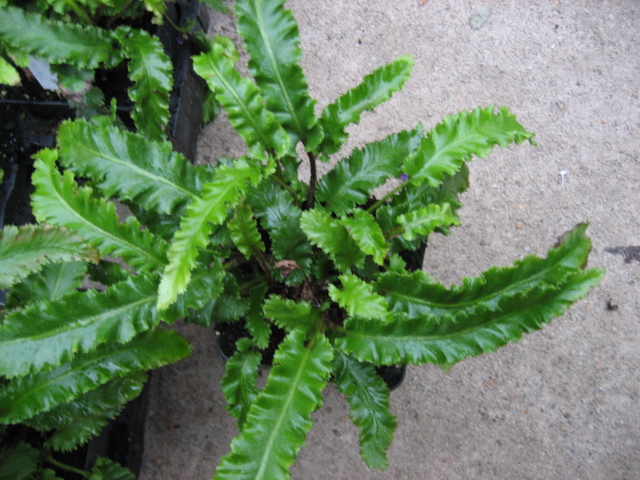 Phyllitis scol. "Angustifolium" (i.9cmT.) Schmaler gewellter Hirschzungenfarn