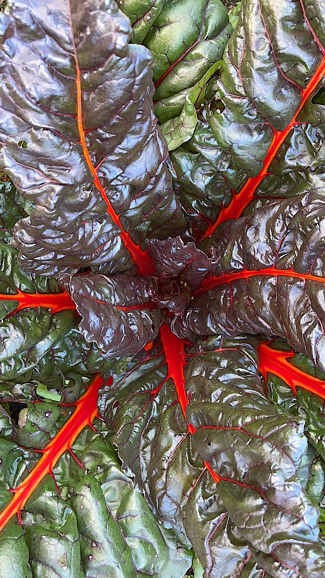 Beta vulgaris "rot" (i.10-12cm Topf) Mangold, roter