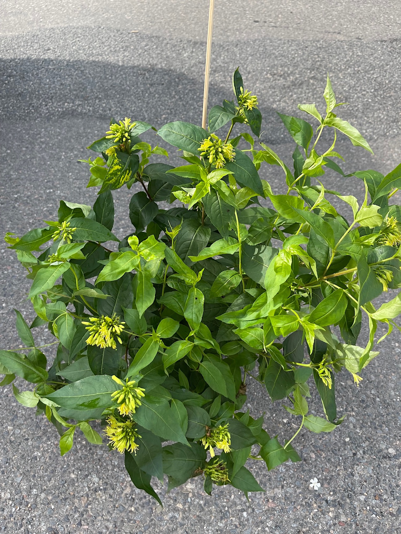 Diervilla sessiliflora „Butterfly“ (i.3 liter T.), Buschgeissblatt, Busch Honey suckle