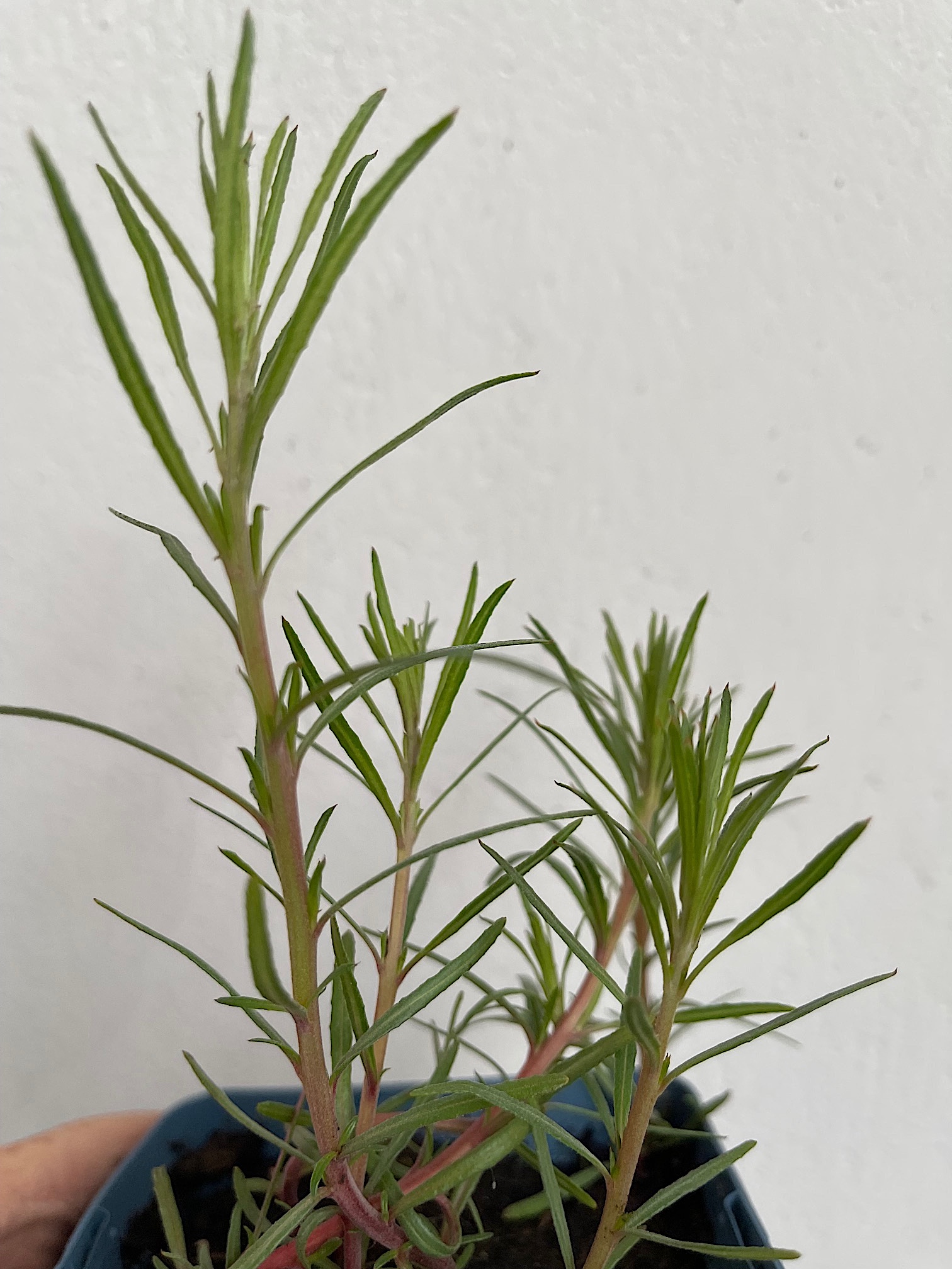 Epilobium  dodonaei (i.12cmT.), Rosmarin - Weidenröschen, Einheimische Wildstaude