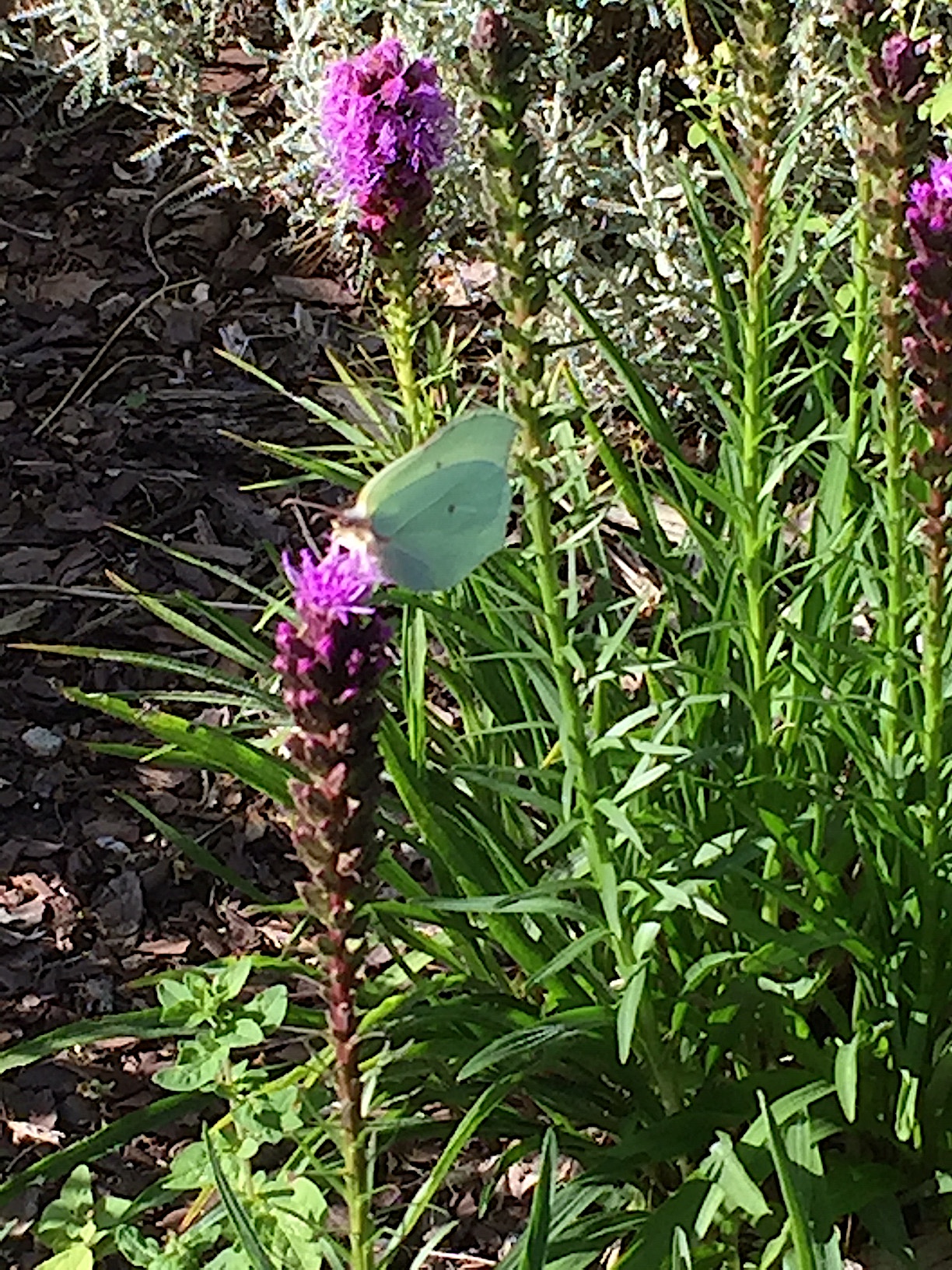 Liatris spicata „Floristan Violett“(i.15cmT.)