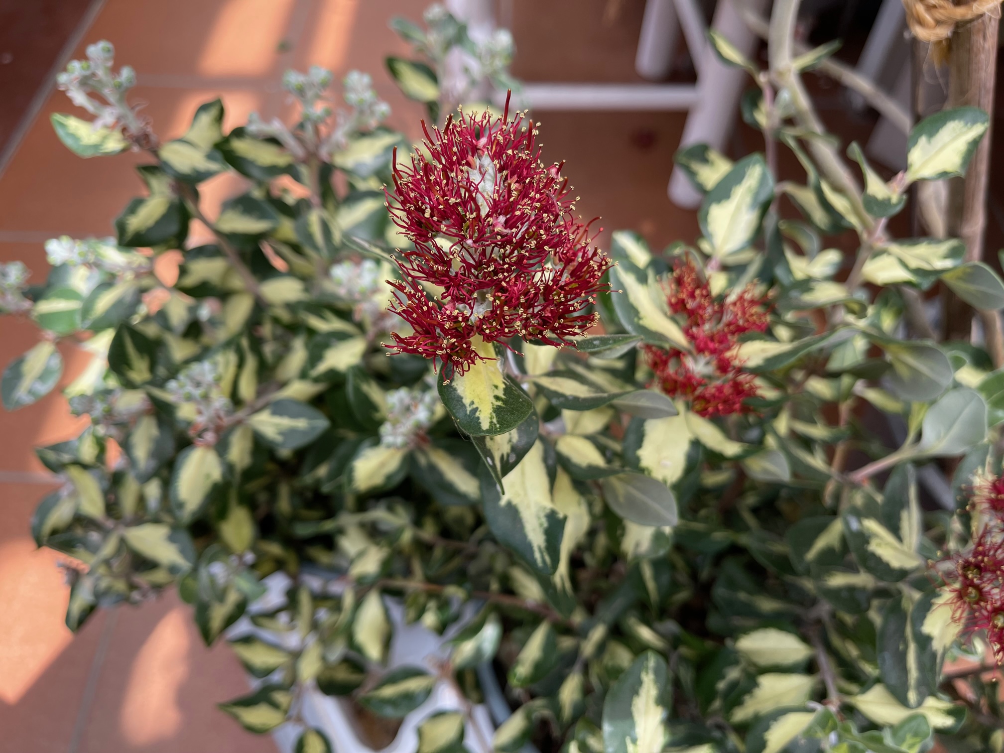 Metrosiderus exelsa „Variegata“ (i.18 cmT.), Neuseeland, Eisenholzbaum
