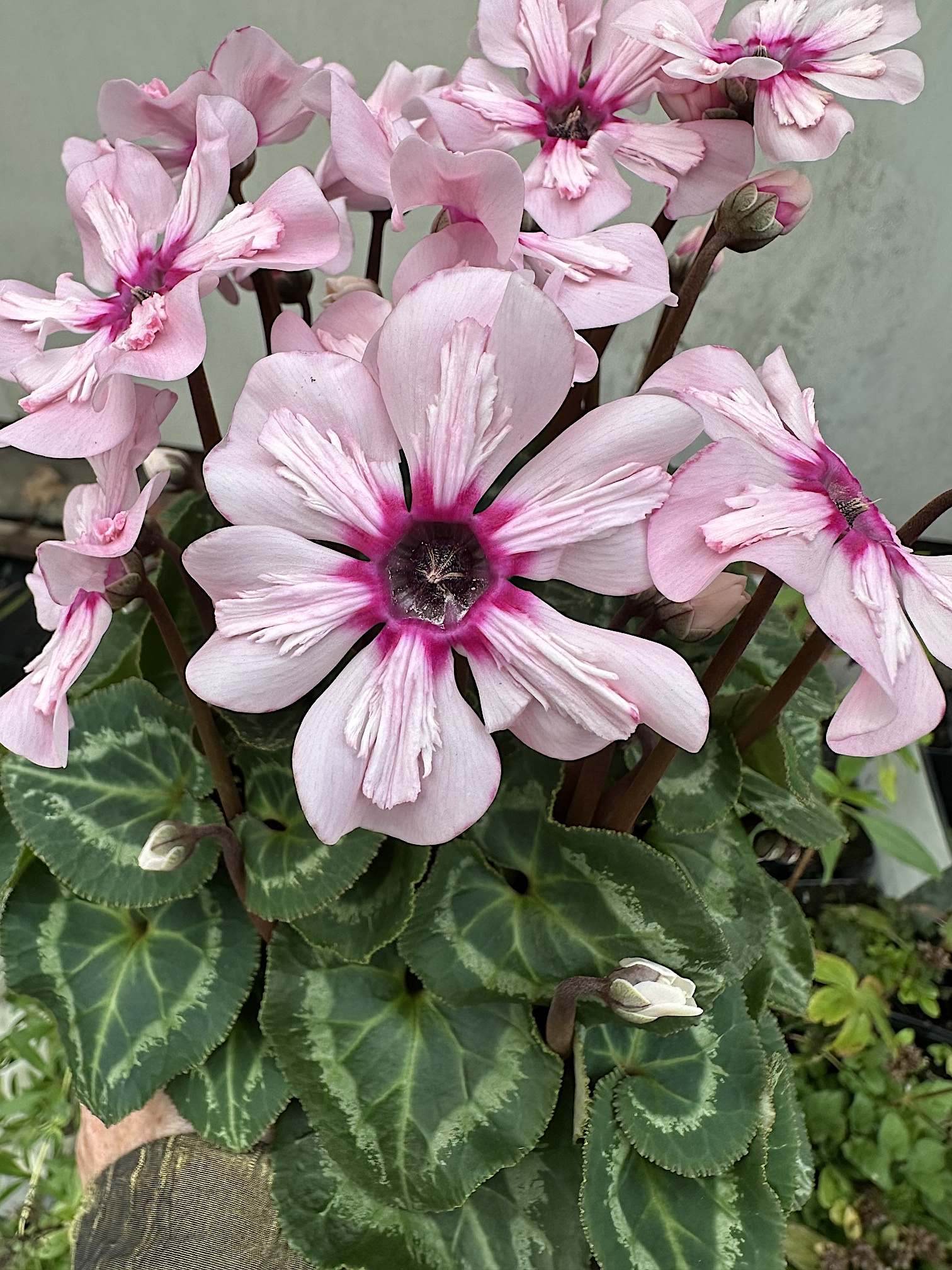 Cyclamen  persicum  Hybride „Illusia“ (i.11cmT.), Alpenveilchen