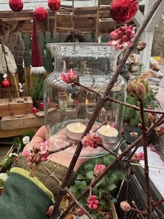 Viburnum x bodnantense „Charles Lamont“ (i.5l Topf)(60-80cm) Winter  Duft - Schneeball