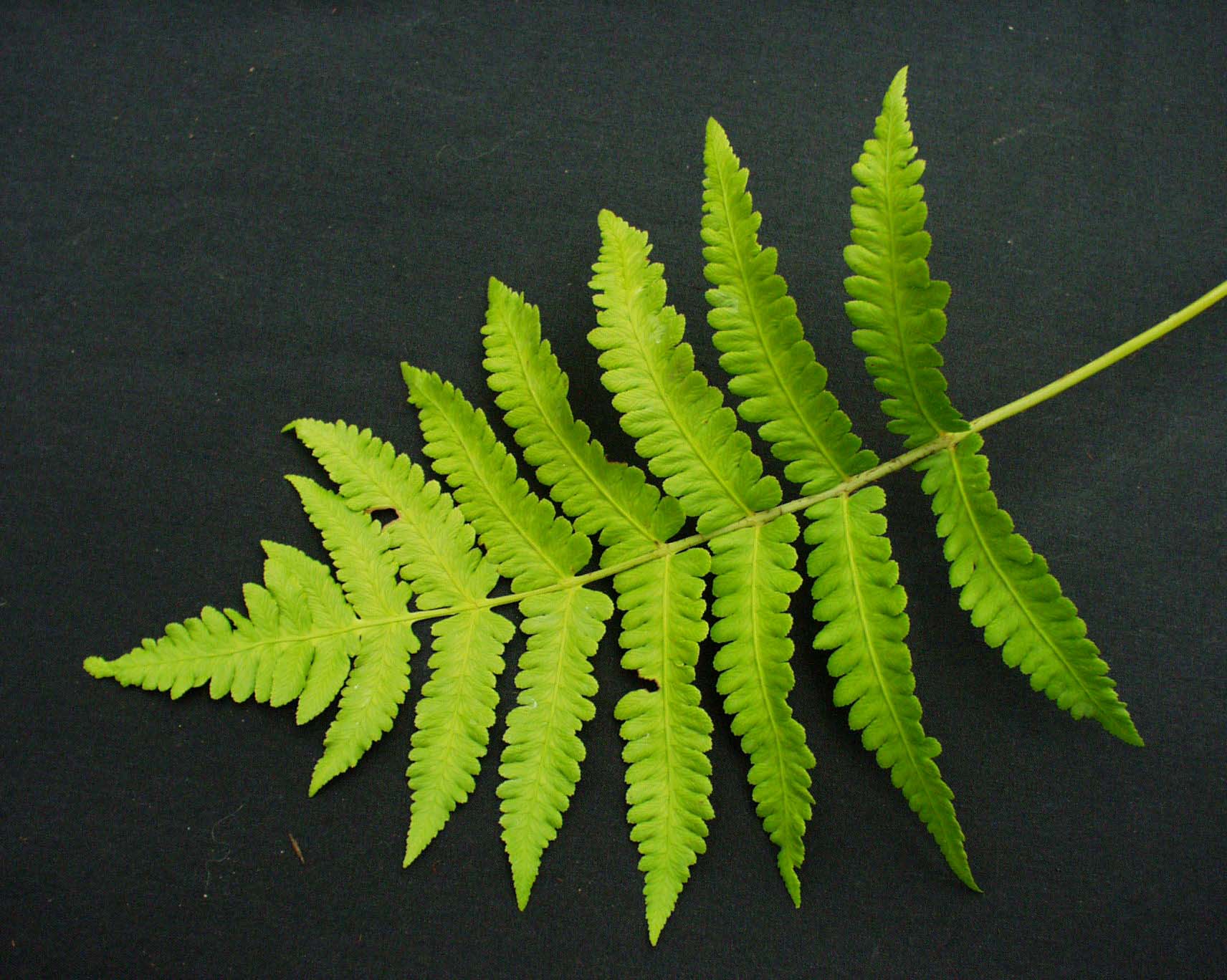 Matteucia orientalis (i.9cmT.) Japan-Straußfarn
