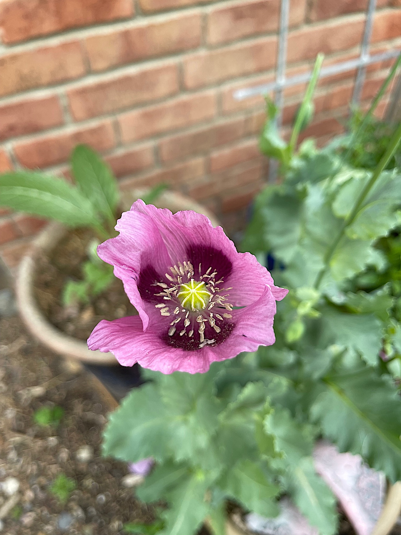 Papaver somnifera ( 50 Samen), Schlafmohn
