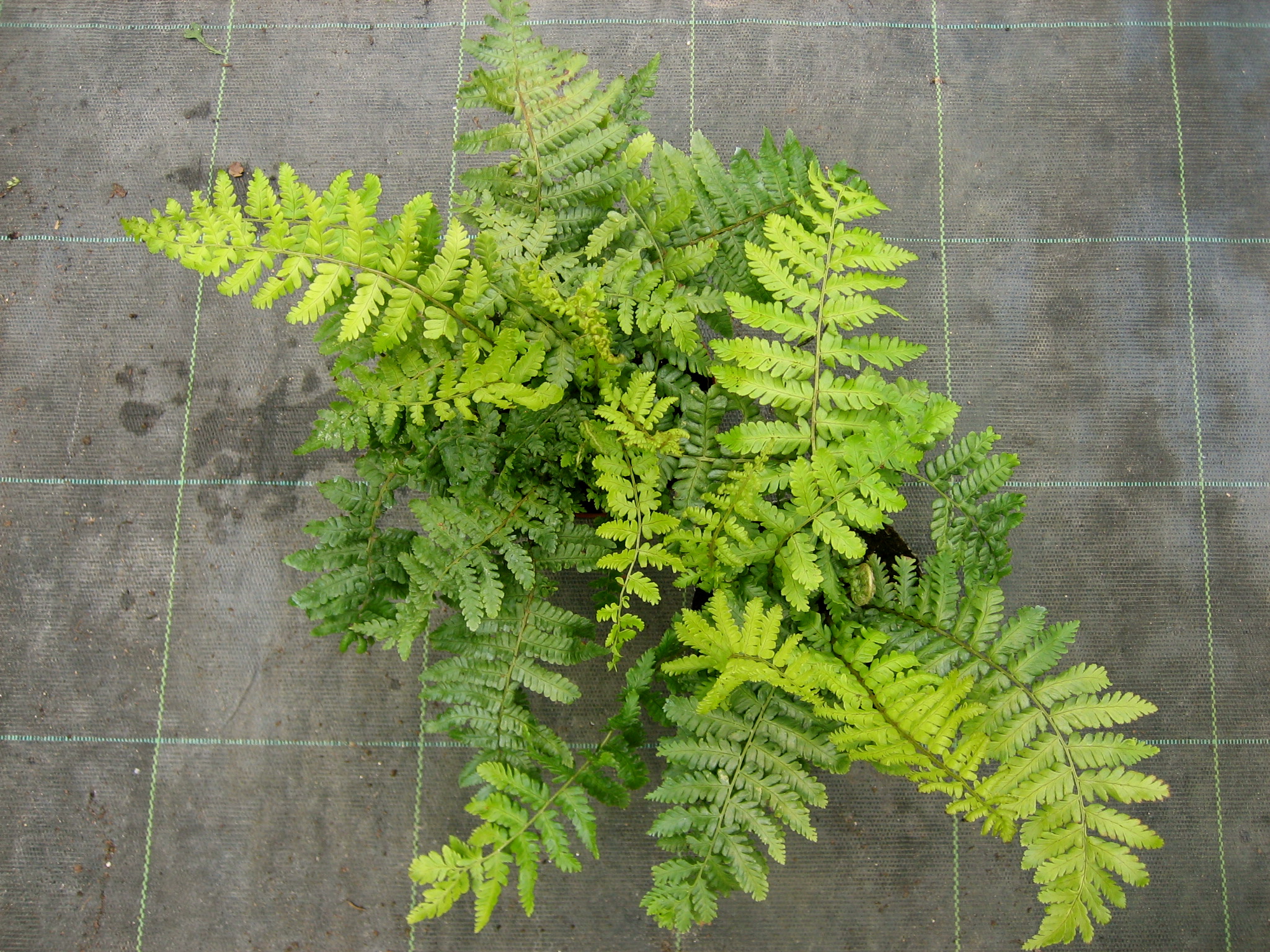 Dryopteris crassirhizoma (= buschiana)(i.11cmT.) Japanischer Glanzwurmfarn