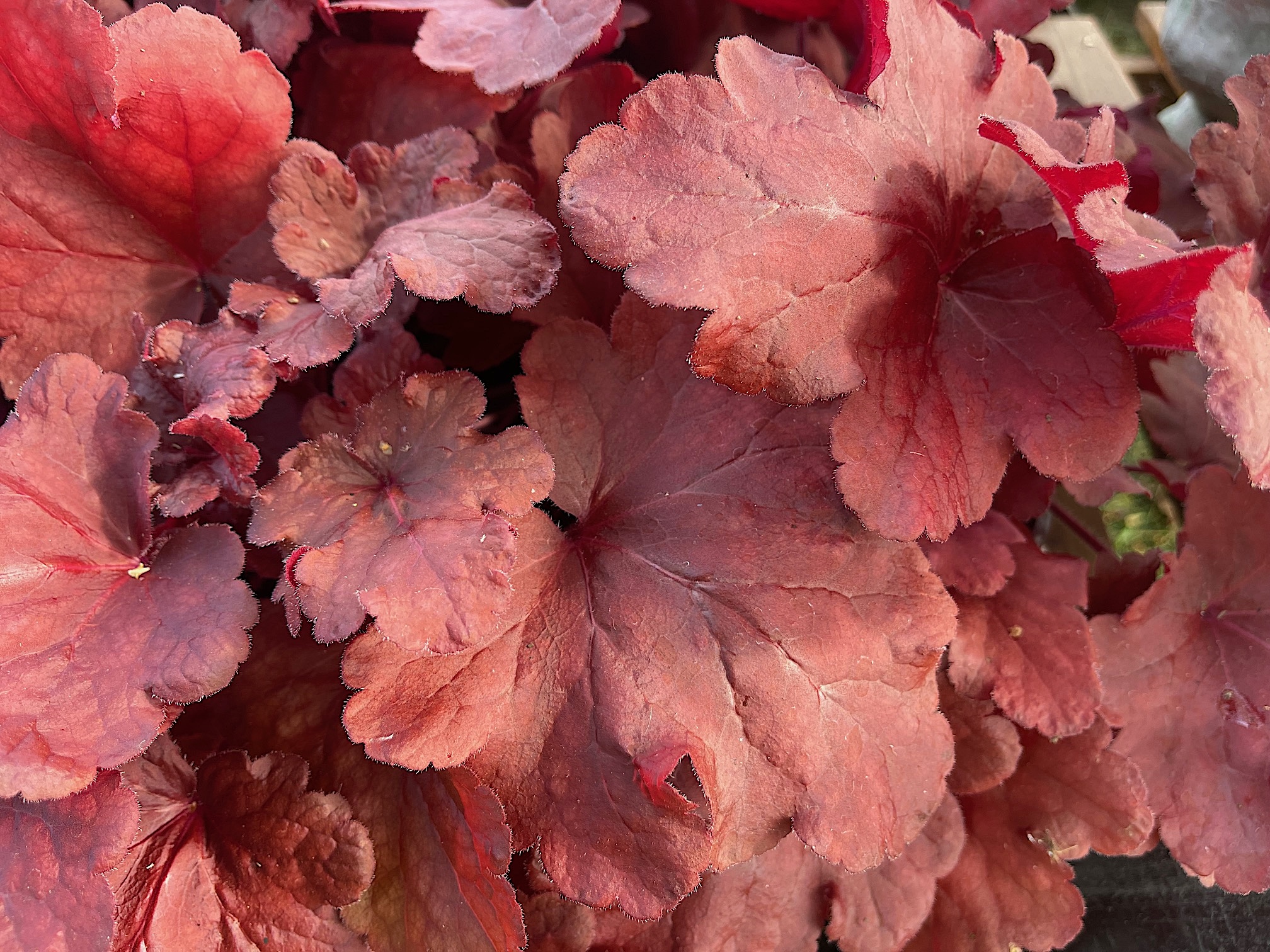 Heuchera micrantha „Fire Alarm“ (i.12cmT.), Purpurglöckchen