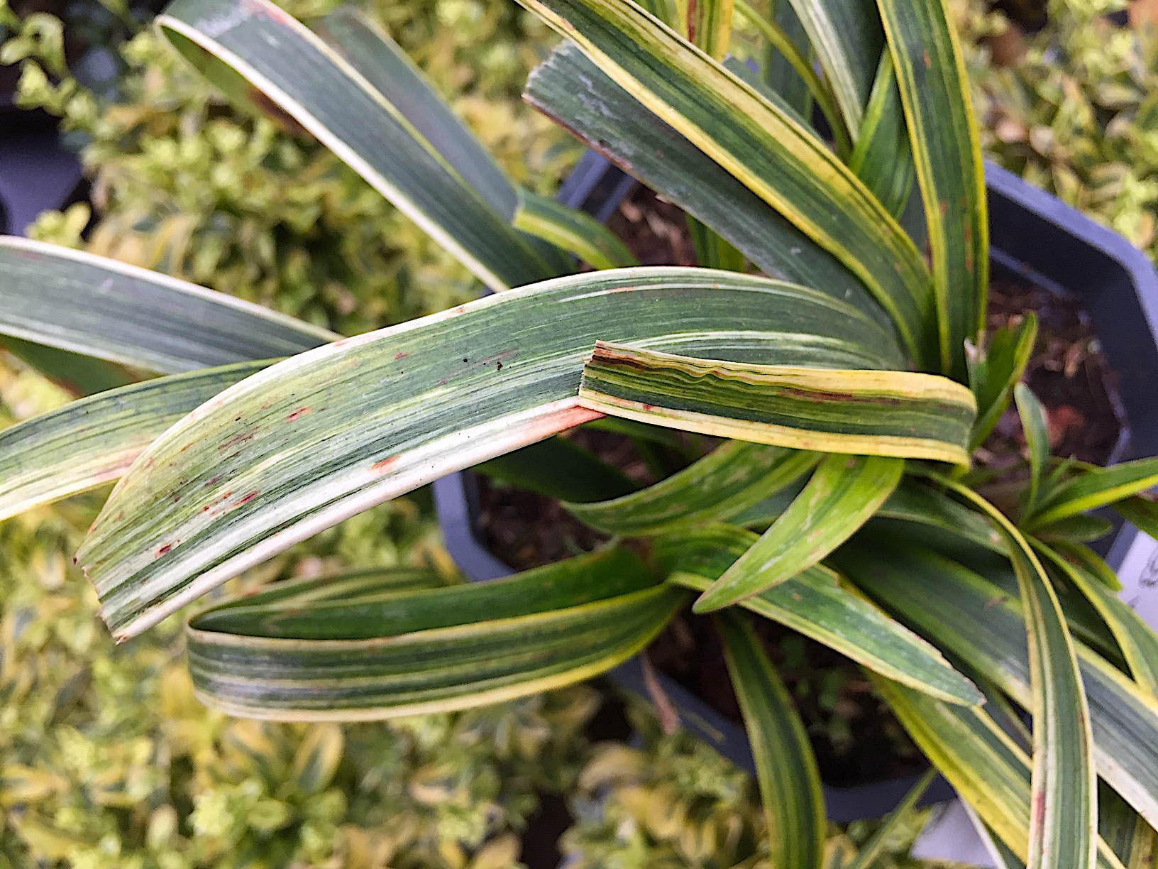 Liriope muscari „Goldband“ (i.15cmT.), Lilientraube