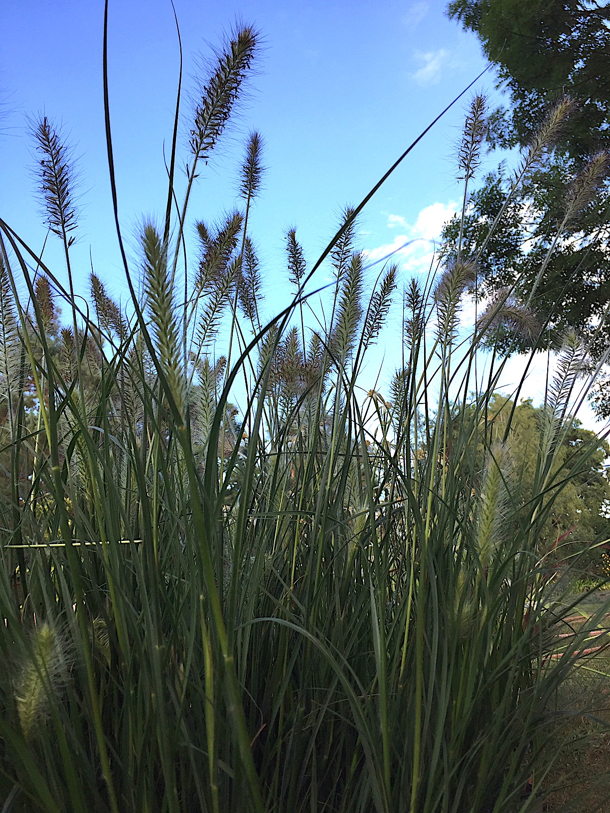 Pennisetum alopecuroides „Hameln“ (i.3 lT.) Lampenputzgras