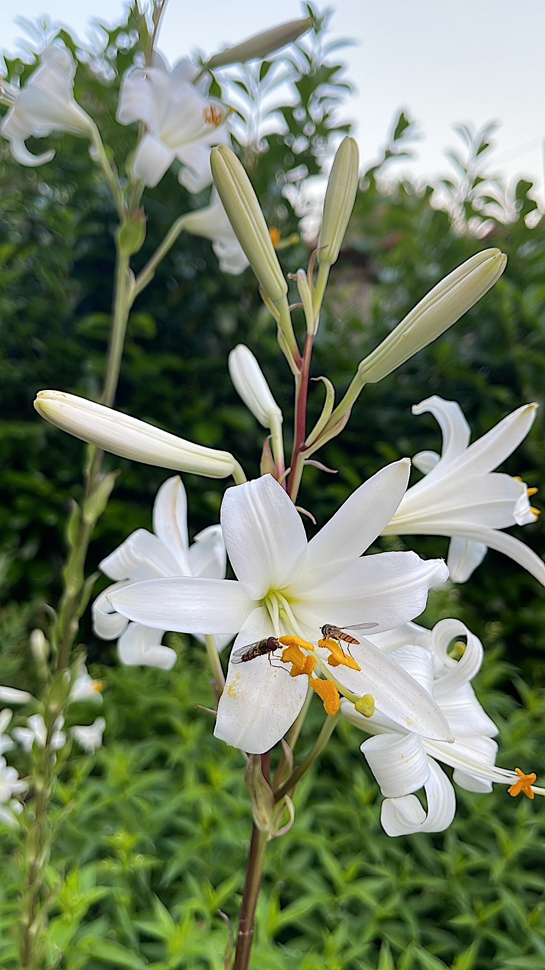 Lilium candidum (1 Zwiebel  Madonnenlilie (im 9 cm Topf) Duft