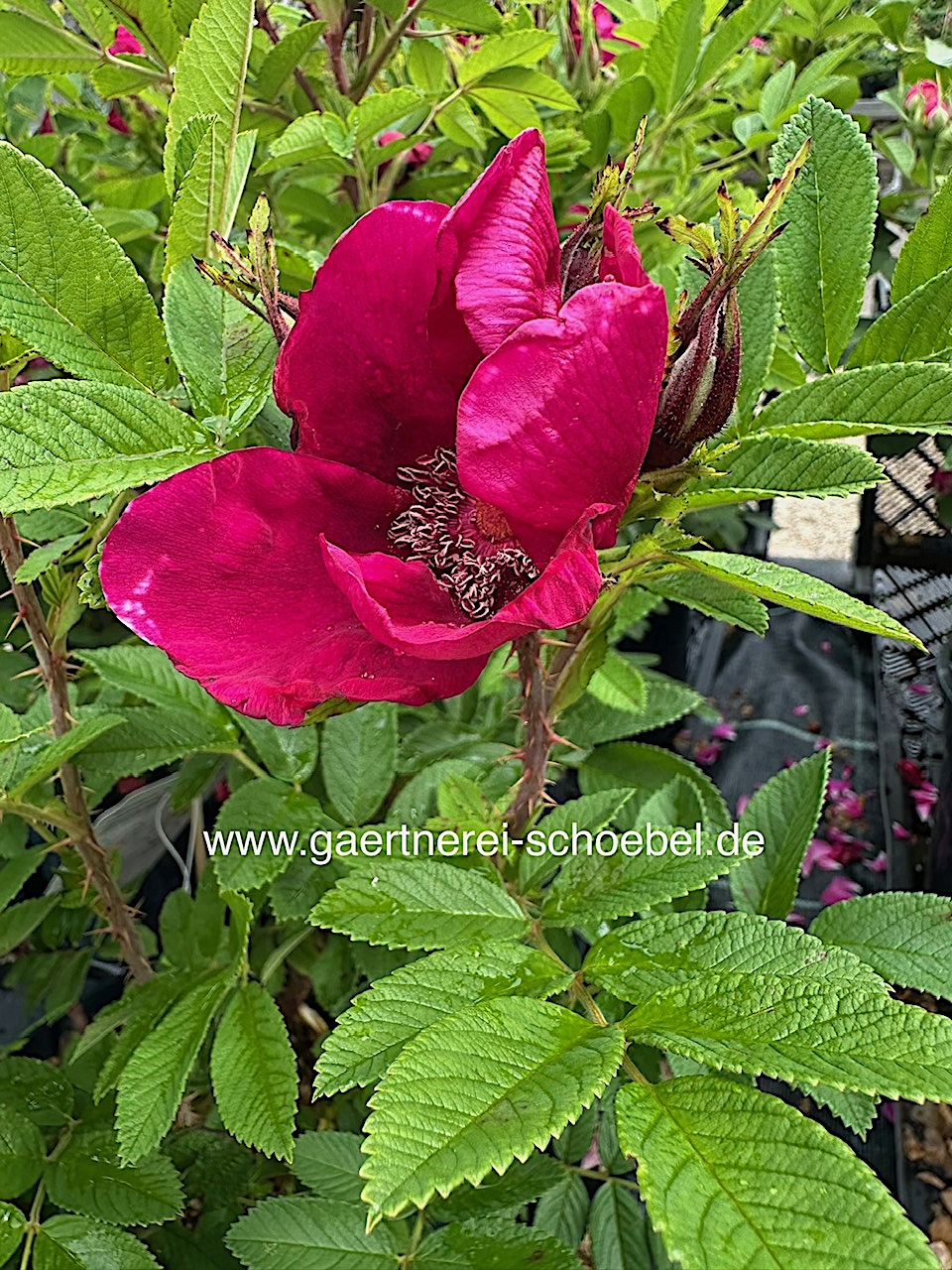 Rosa rugosa „Strandperle® Norderney“ (i.4 liter  T.)