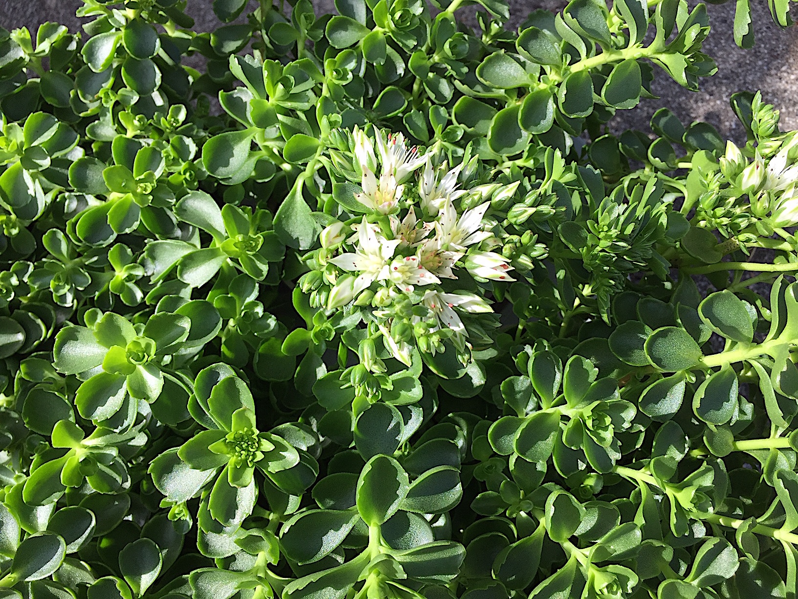 Sedum selskianum „Album“ (i.11cmT.), Fette Henne