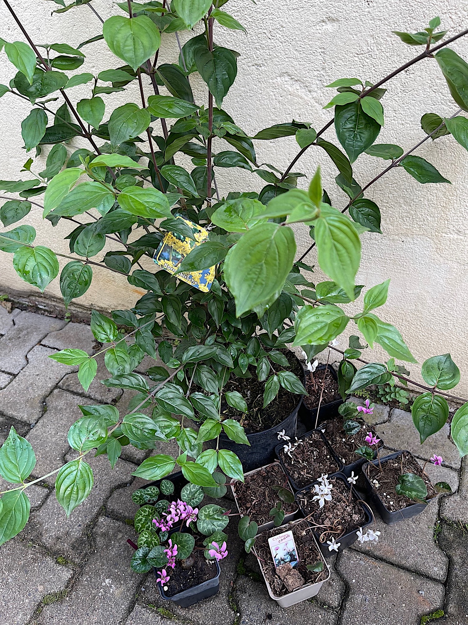 Cornus mas (i.ca 18 cmT.) Grösse jetzt 60 cm Kornelkirsche